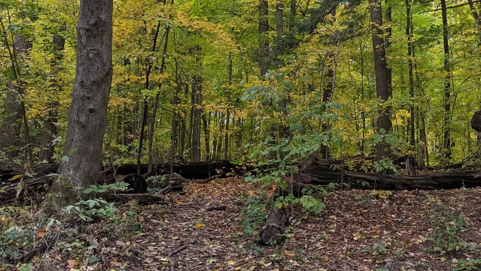 A forest trail surrounded by trees with yellow and green leaves, fallen leaves on the ground, and fallen logs across the trail.