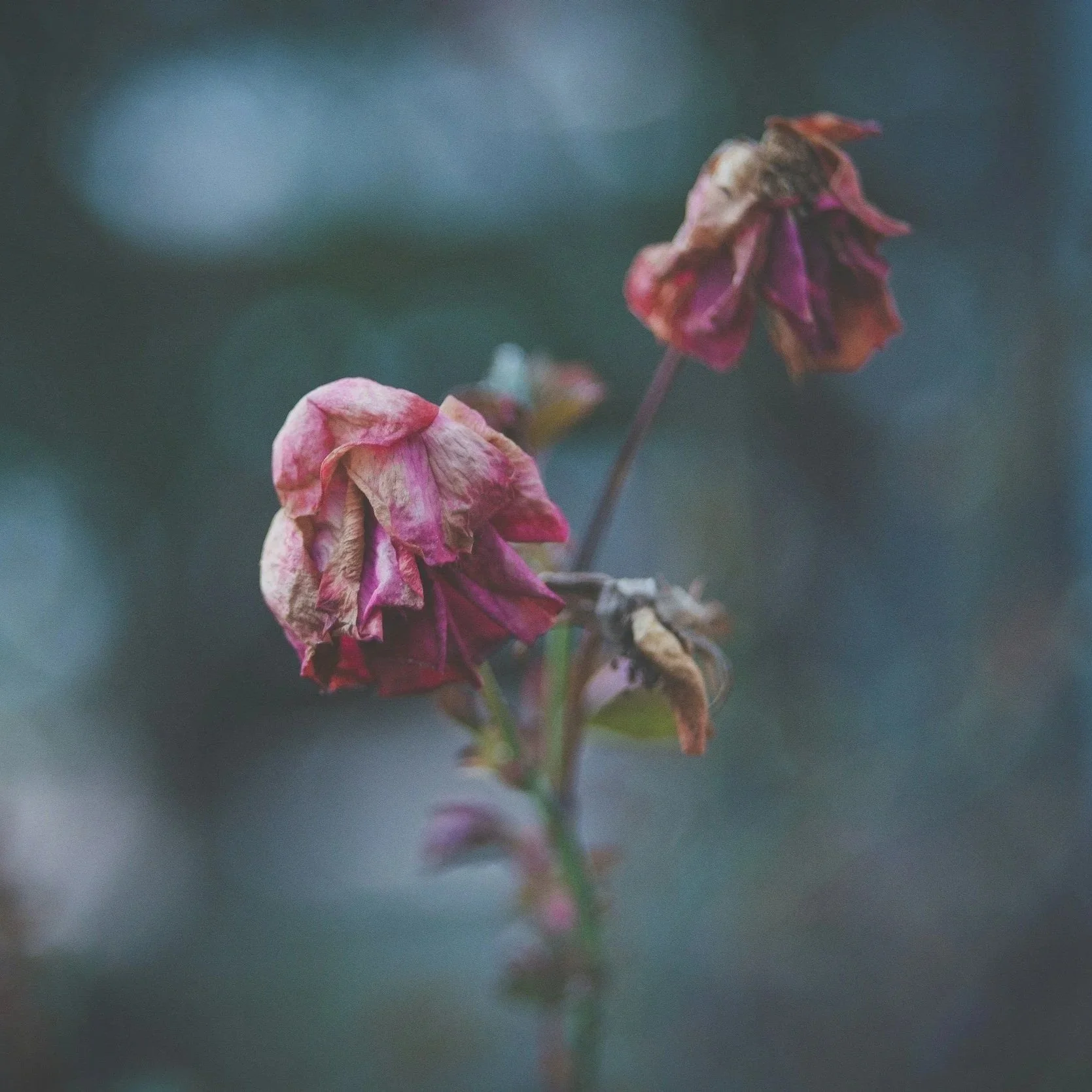 The Flower by Rebekah Draper