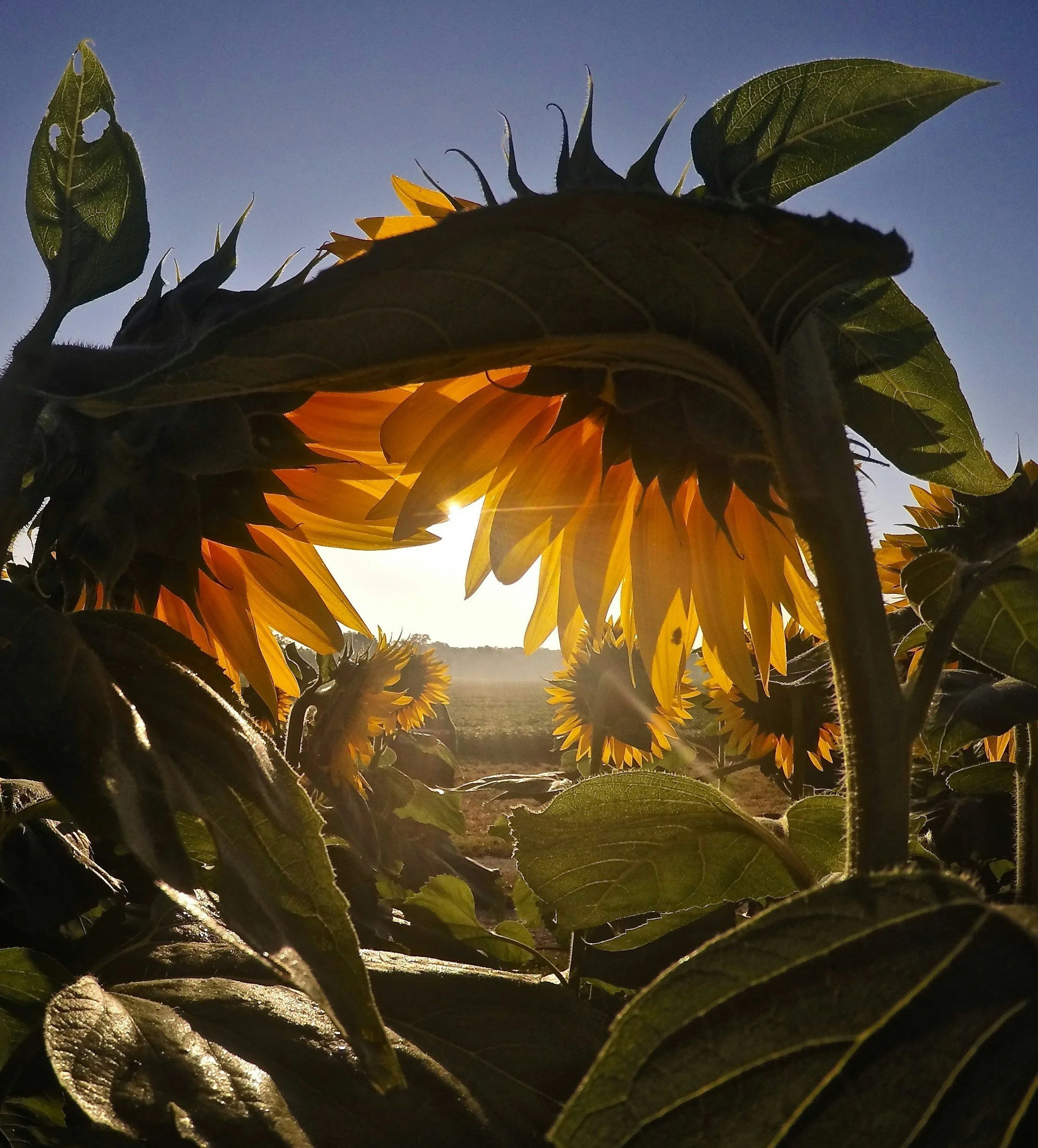 Sunflowers in a field with the sun shining through, taken during sunset or sunrise.