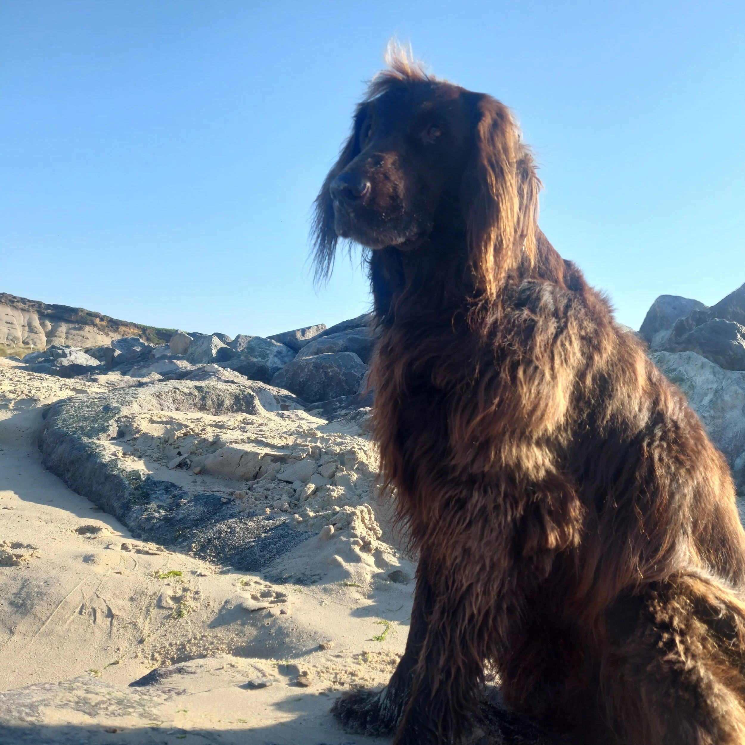 A liver flatcoated retriever dog sitting on a rocky beach against a clear blue sky, with rocky formations in the background.