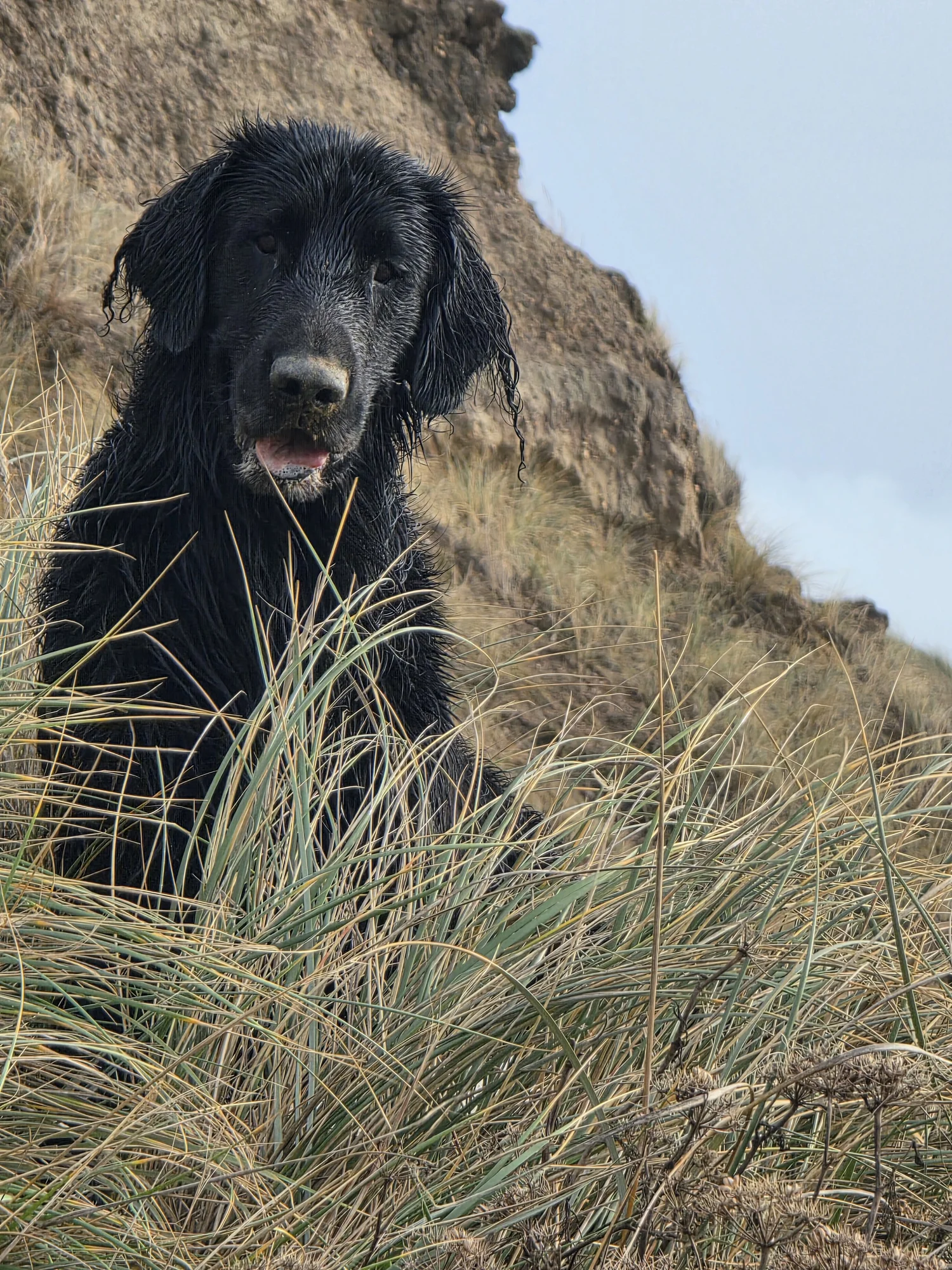 A black flat-coated retriever sitting in coastal grass
