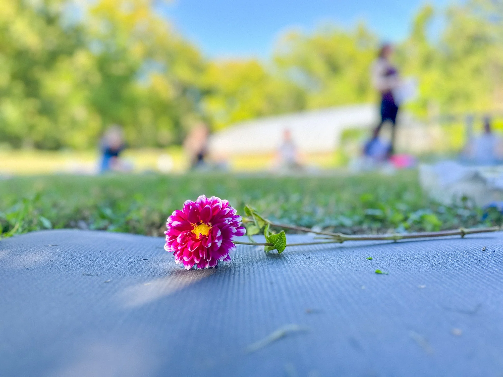 Returning to Beauty, One Bloom at a Time
