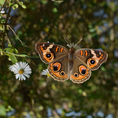 Copy of WILD SANCTUARY PLAYING.png