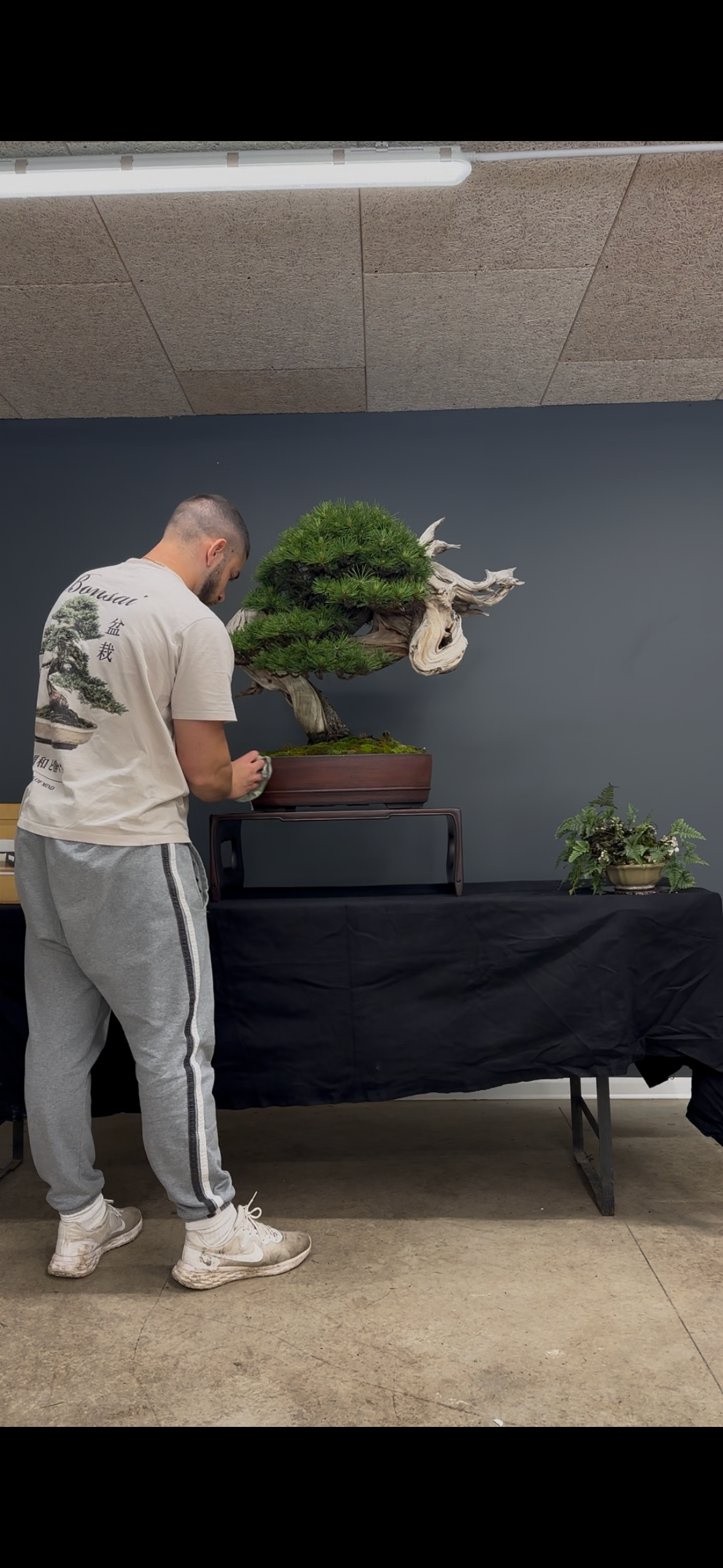 Bonsai-Gestaltung & Pflege