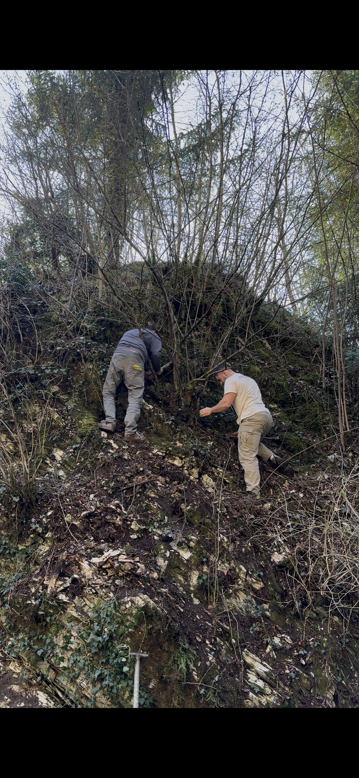 Yamadori & Bonsai-Material