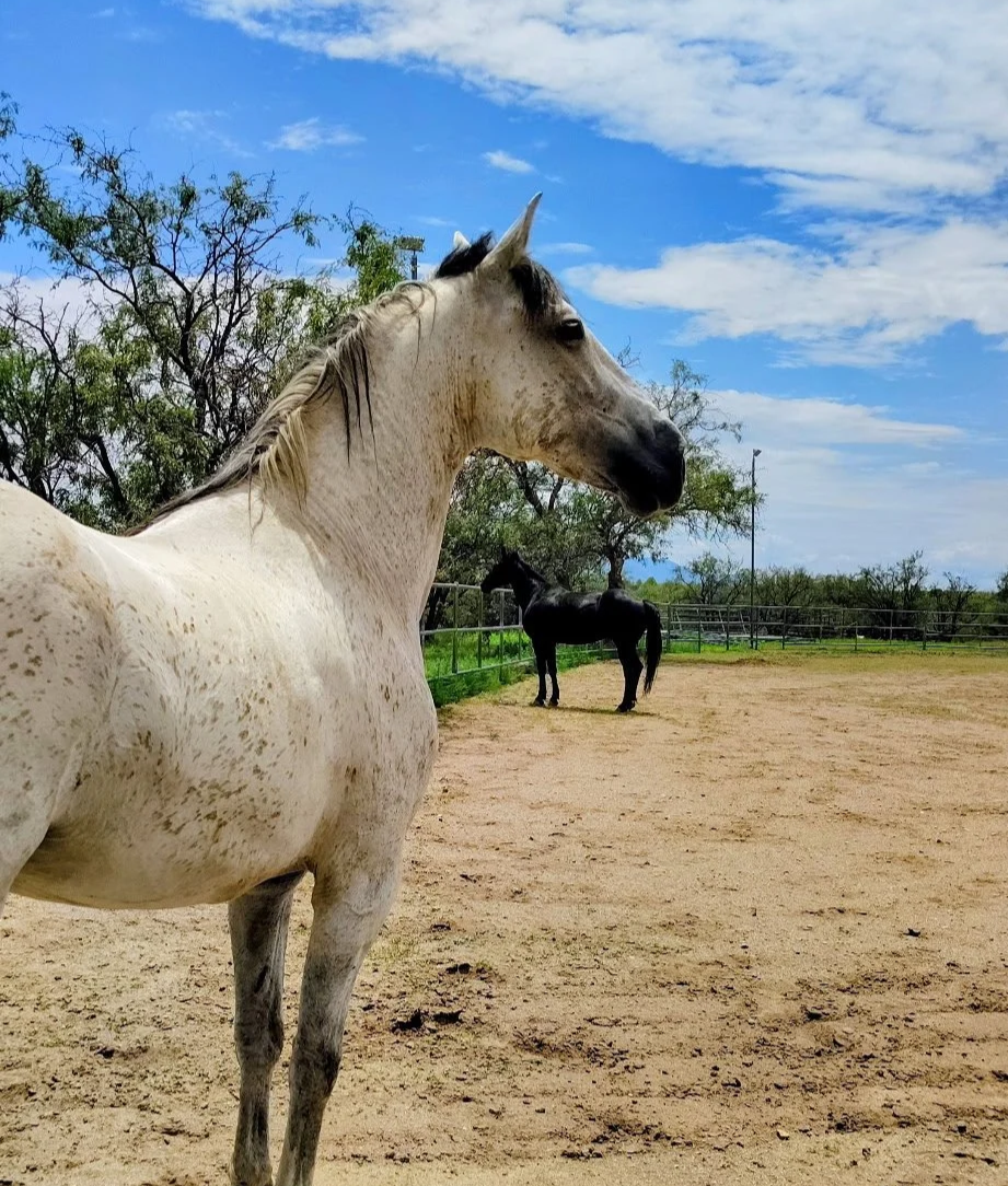 EquiPhysics Has Arrived at Rancho del Nido