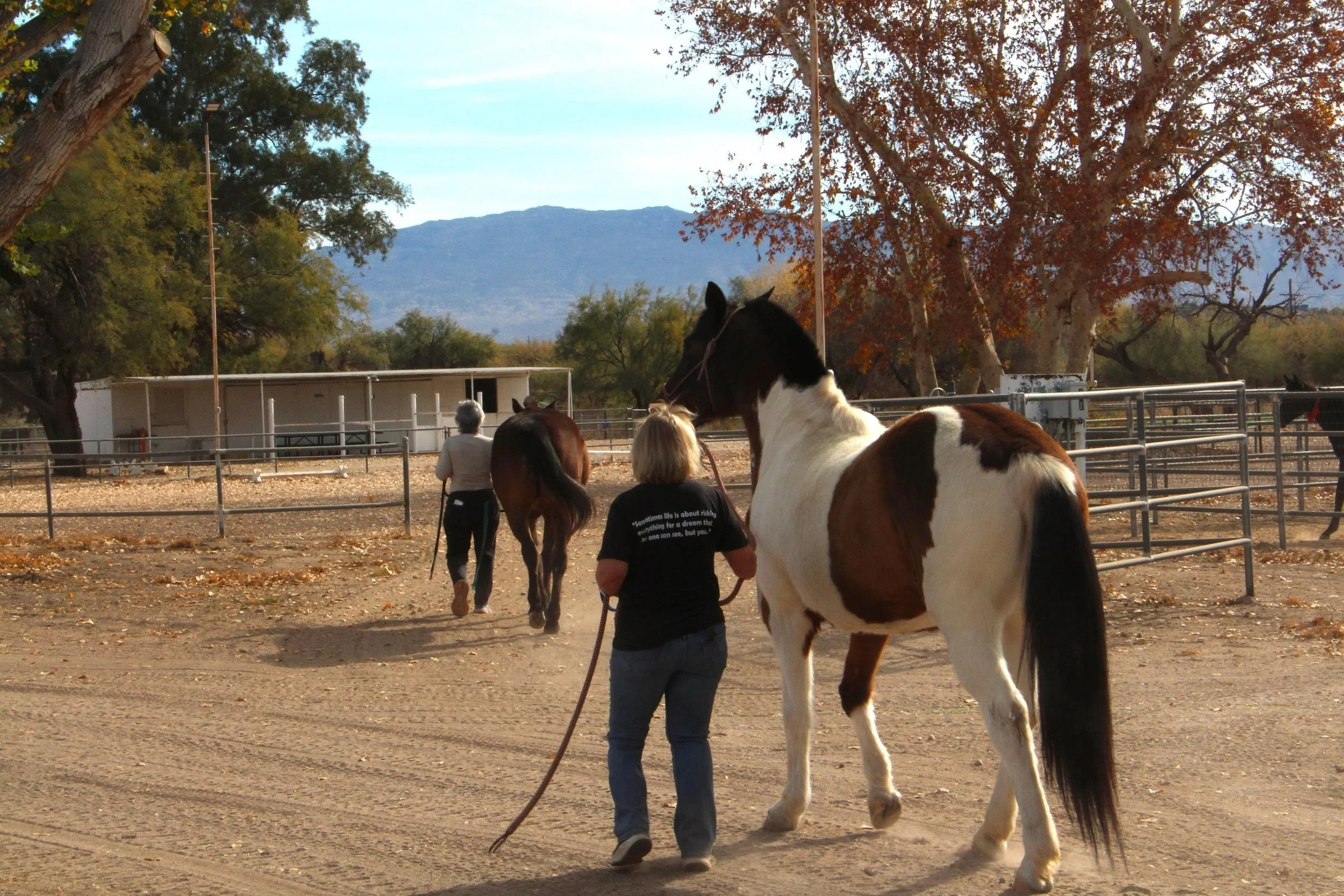 Horses in Motion: A History of the Biomechanics of Movement