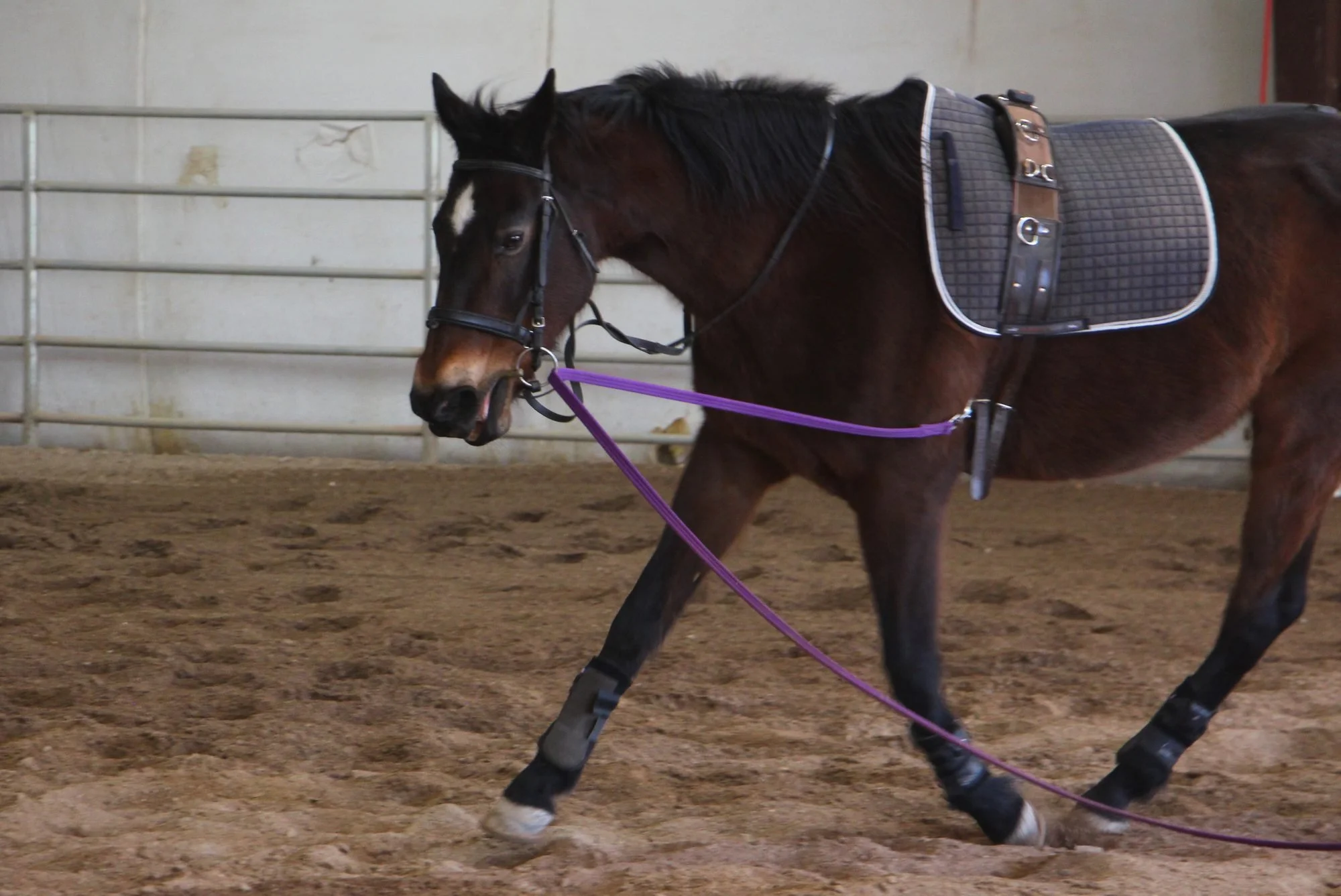 Mermaid, a dark bay mare, trots in the indoor arena.