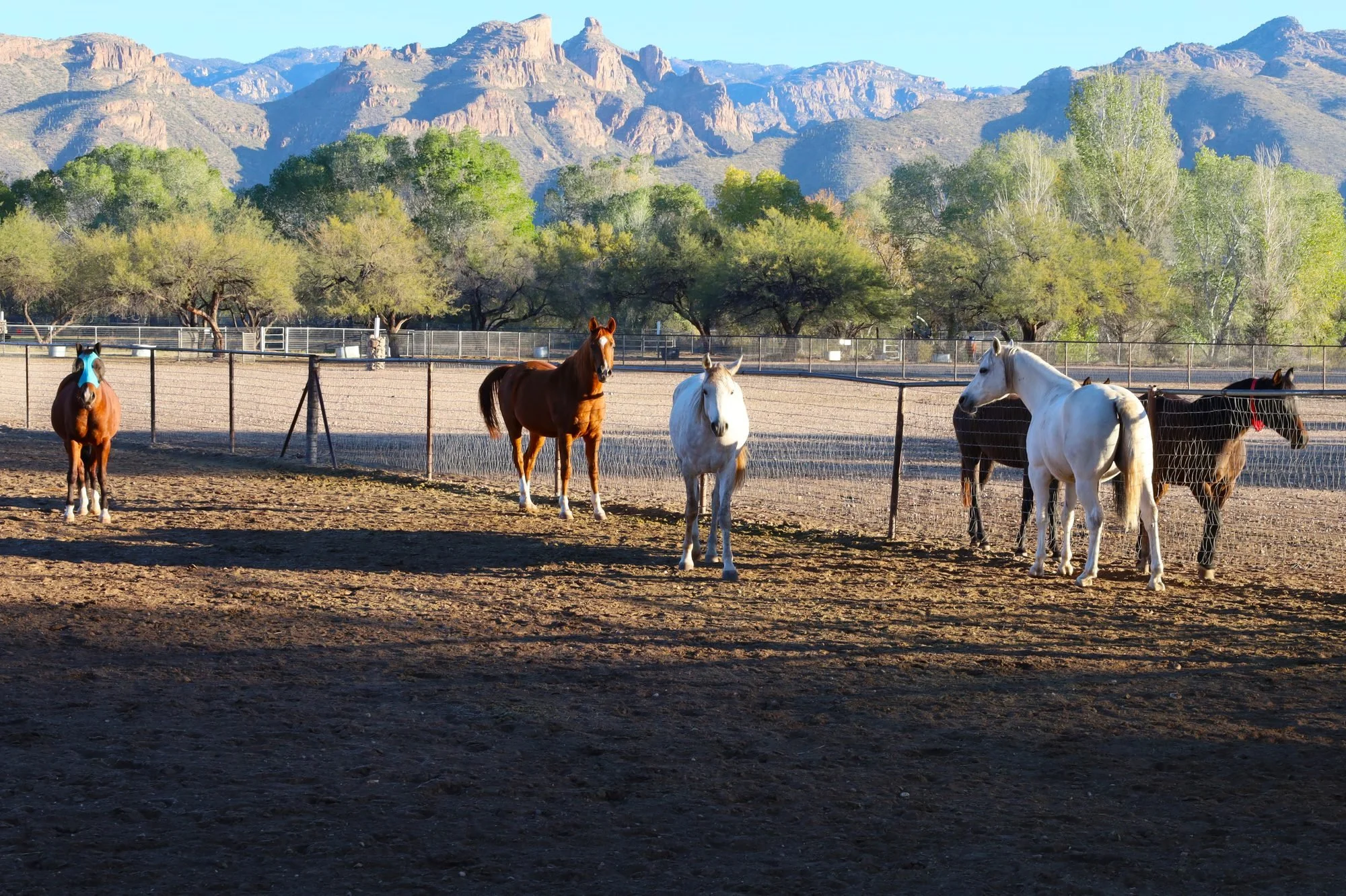 Horses in an open paddock on a December morning, with the mountains behind them.