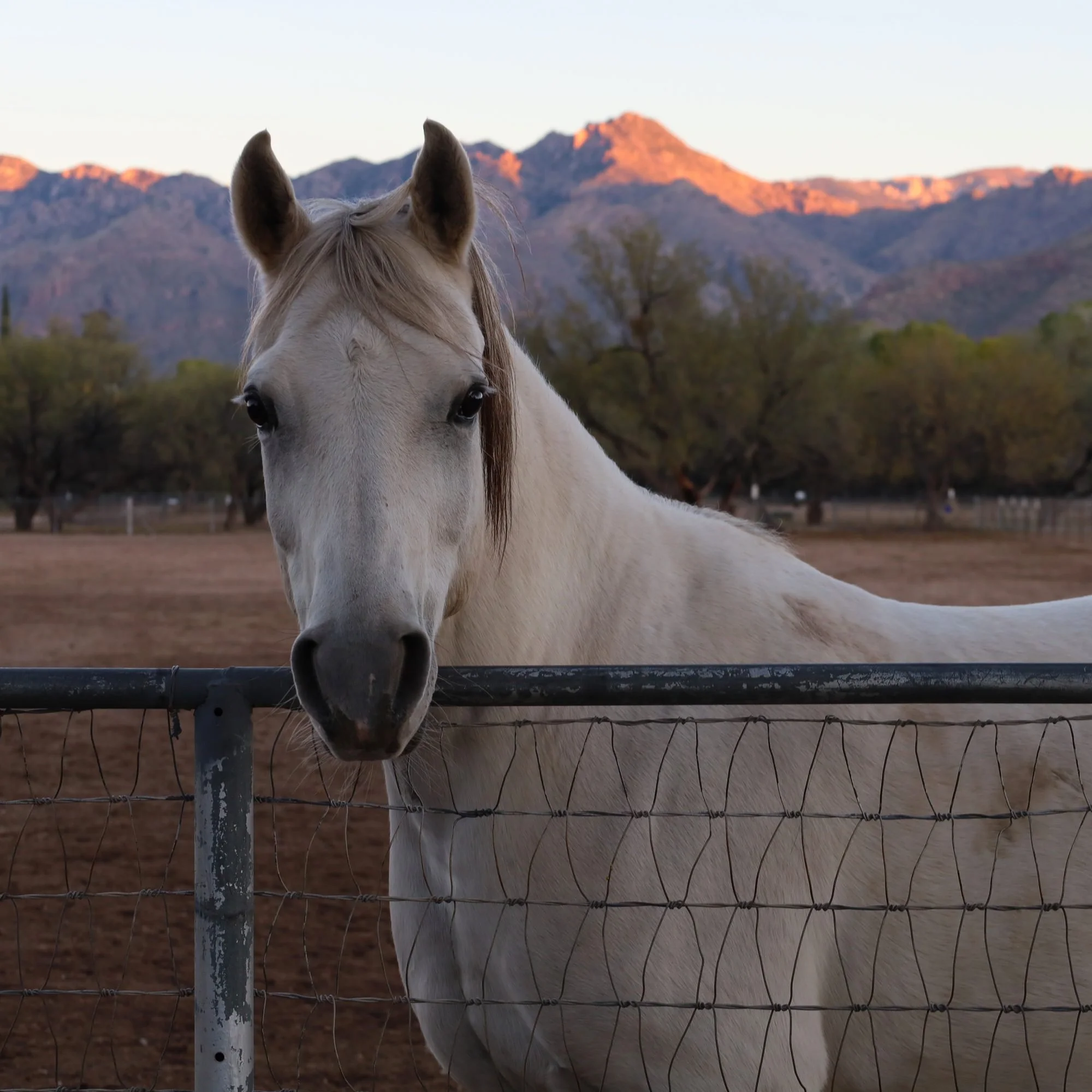 A grey horse looks over the paddock fence at first light.