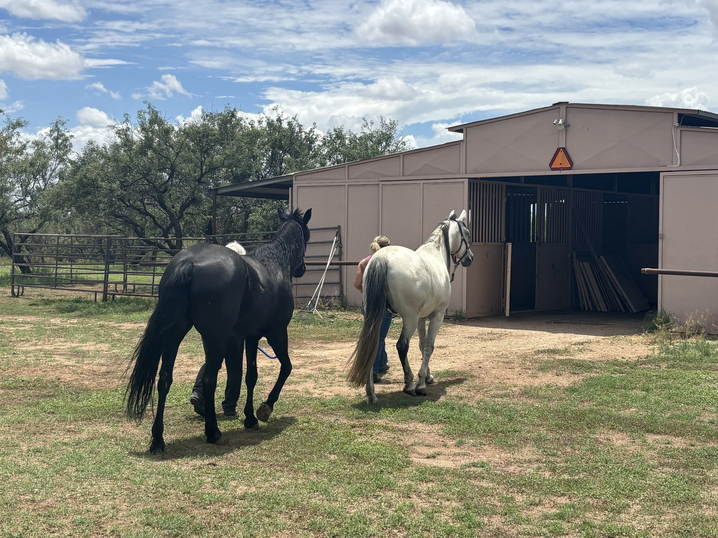 Two horses walking toward the barn at Rancho del Nido in Sonoita, Arizona