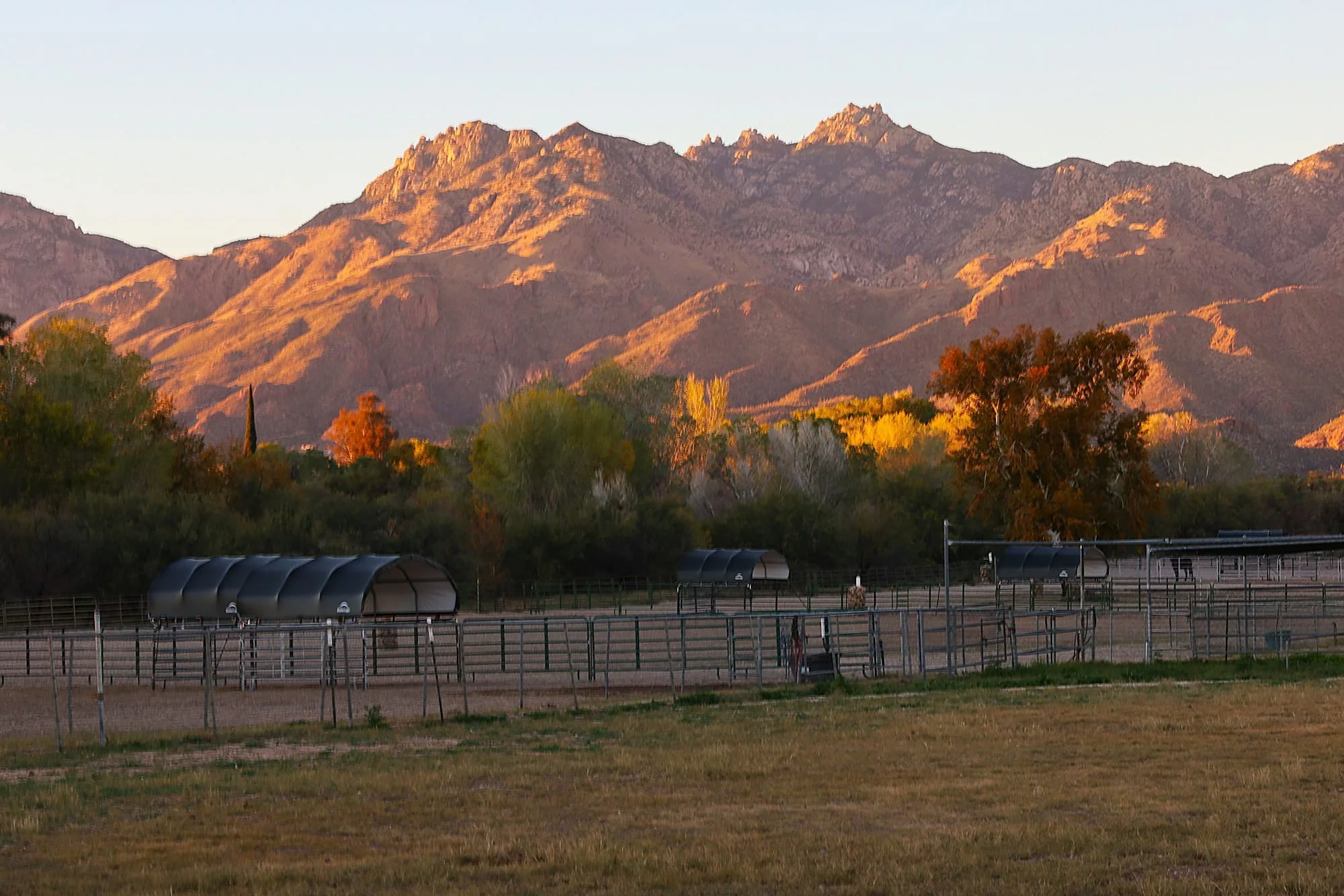 Sunset over the paddocks at the Al-Marah Equine Center, our home until 2026.
