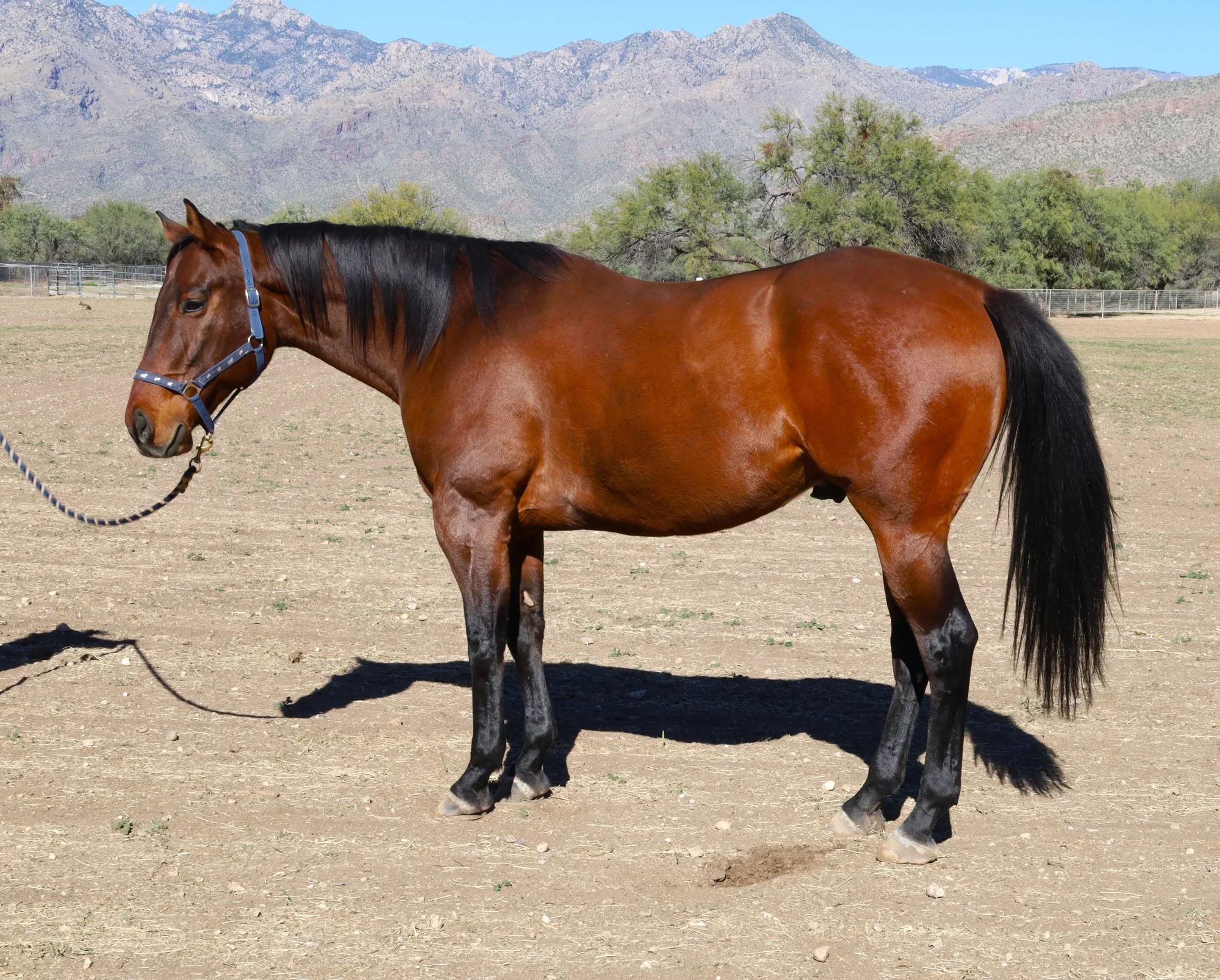 A bay horse stands in the sun, side on, the way we photograph posture and build.