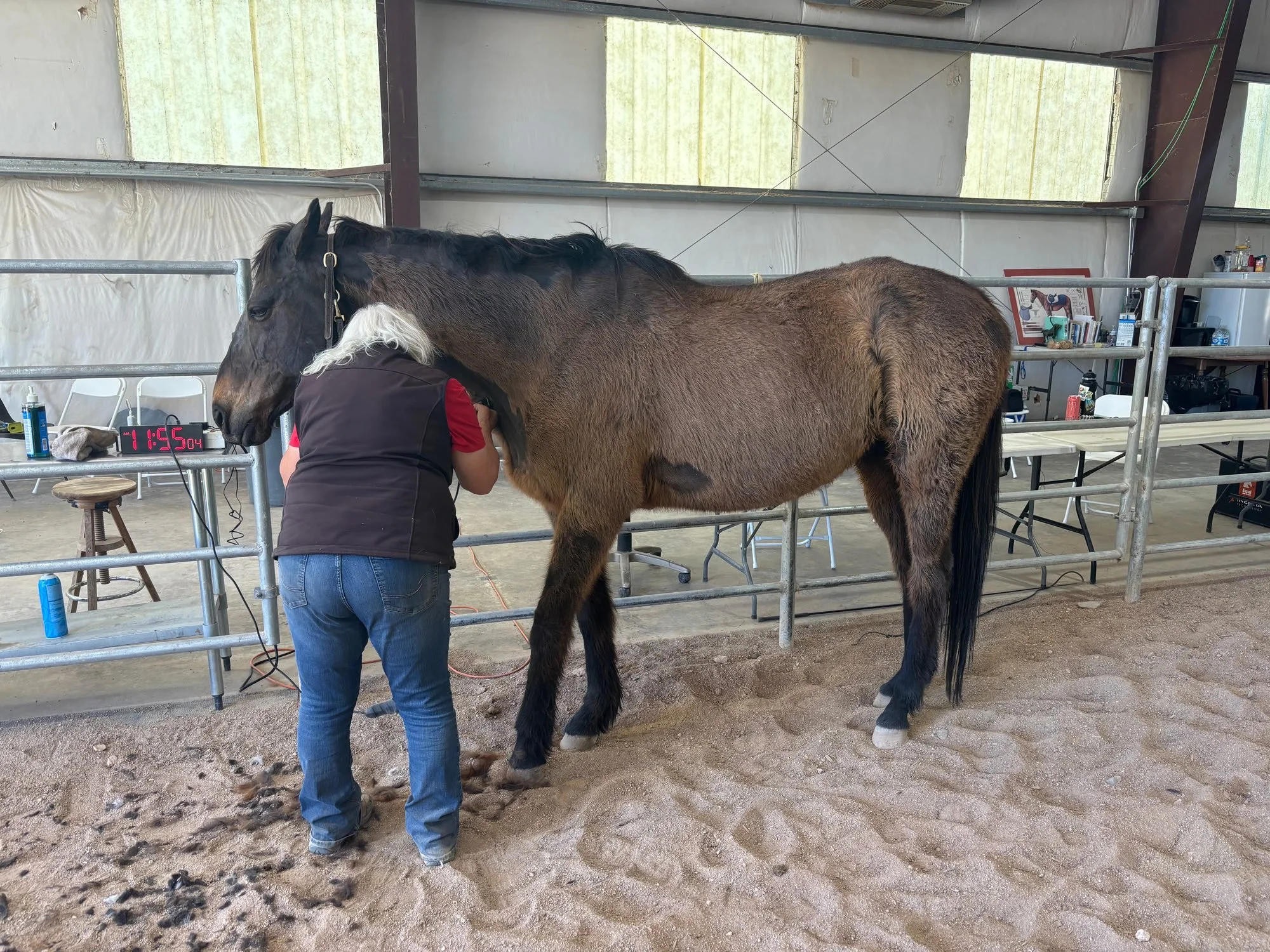 Hands-on care: clipping Mermaid's thick coat so she stays cool.