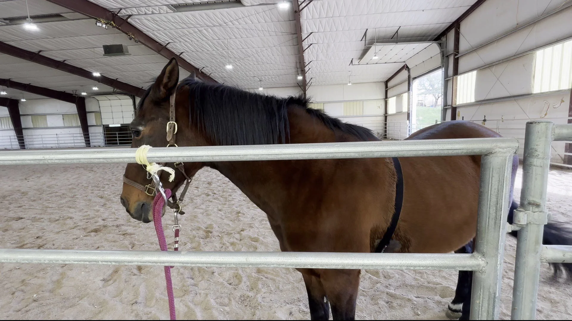 Duque, a dark bay horse, wears a heart-rate strap around his chest while he stands at the rail in an indoor arena.