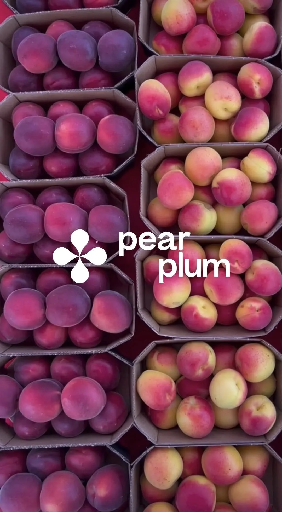 pear plum logo plum.JPG