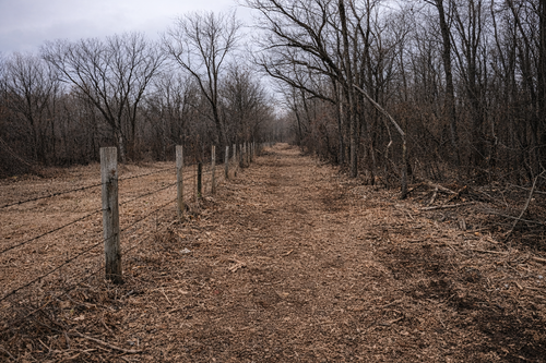 Property line corridor cleared with forestry mulching