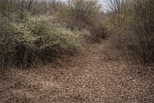 Invasive brush and overgrowth removal