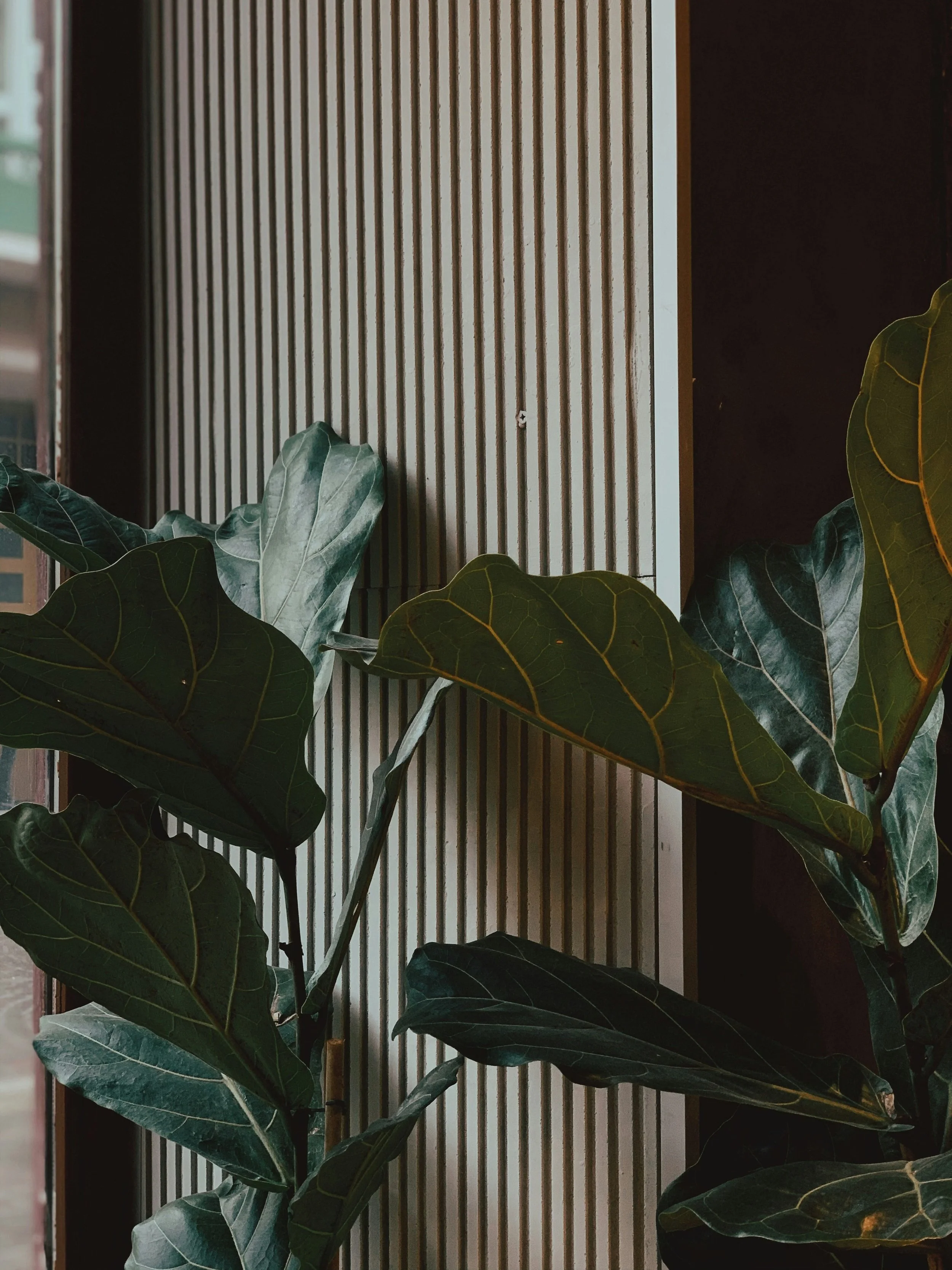 Moody interior detail with large green plant against vertical wood slat wall.