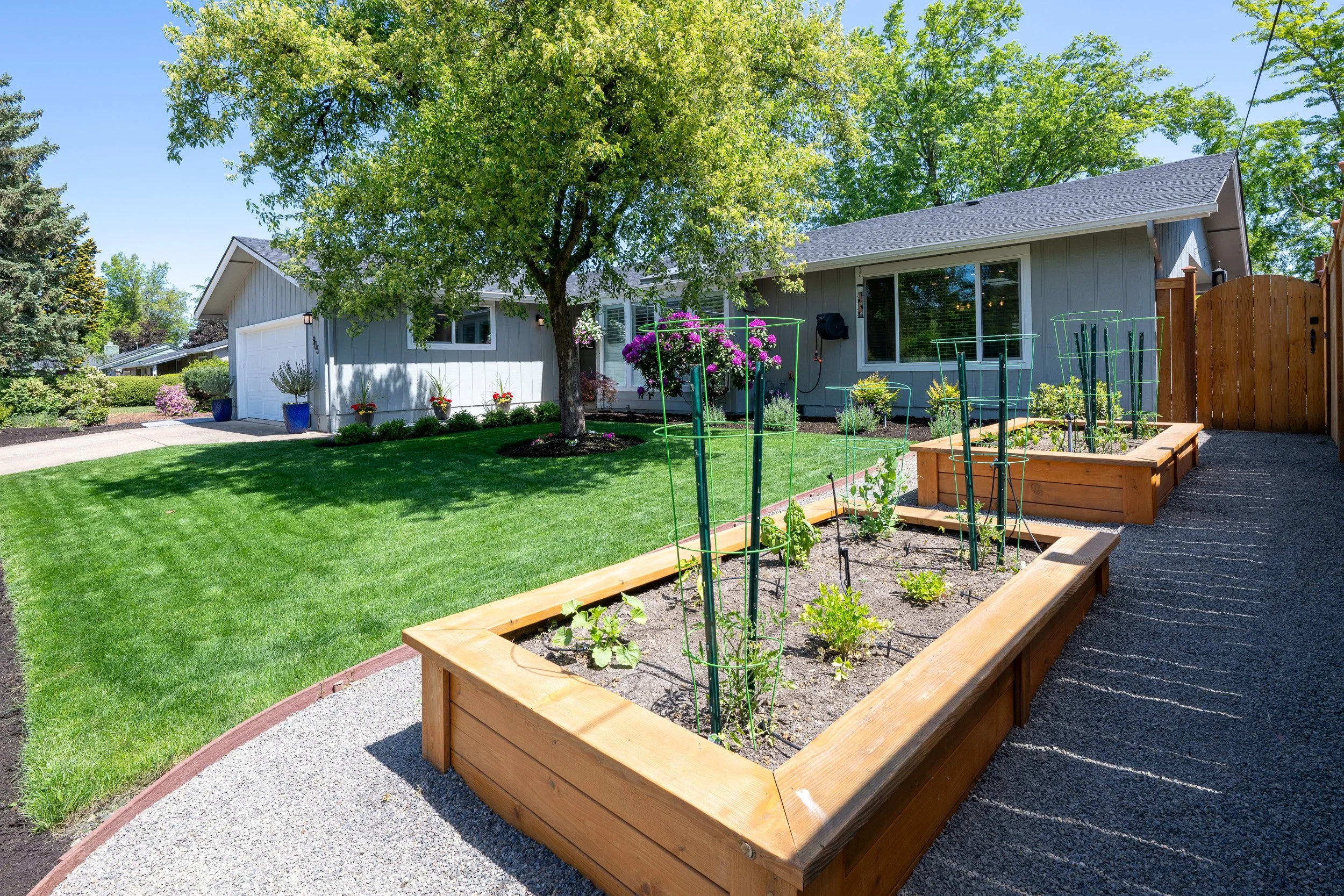 Raised garden beds beside lawn with young plants and tidy pathways