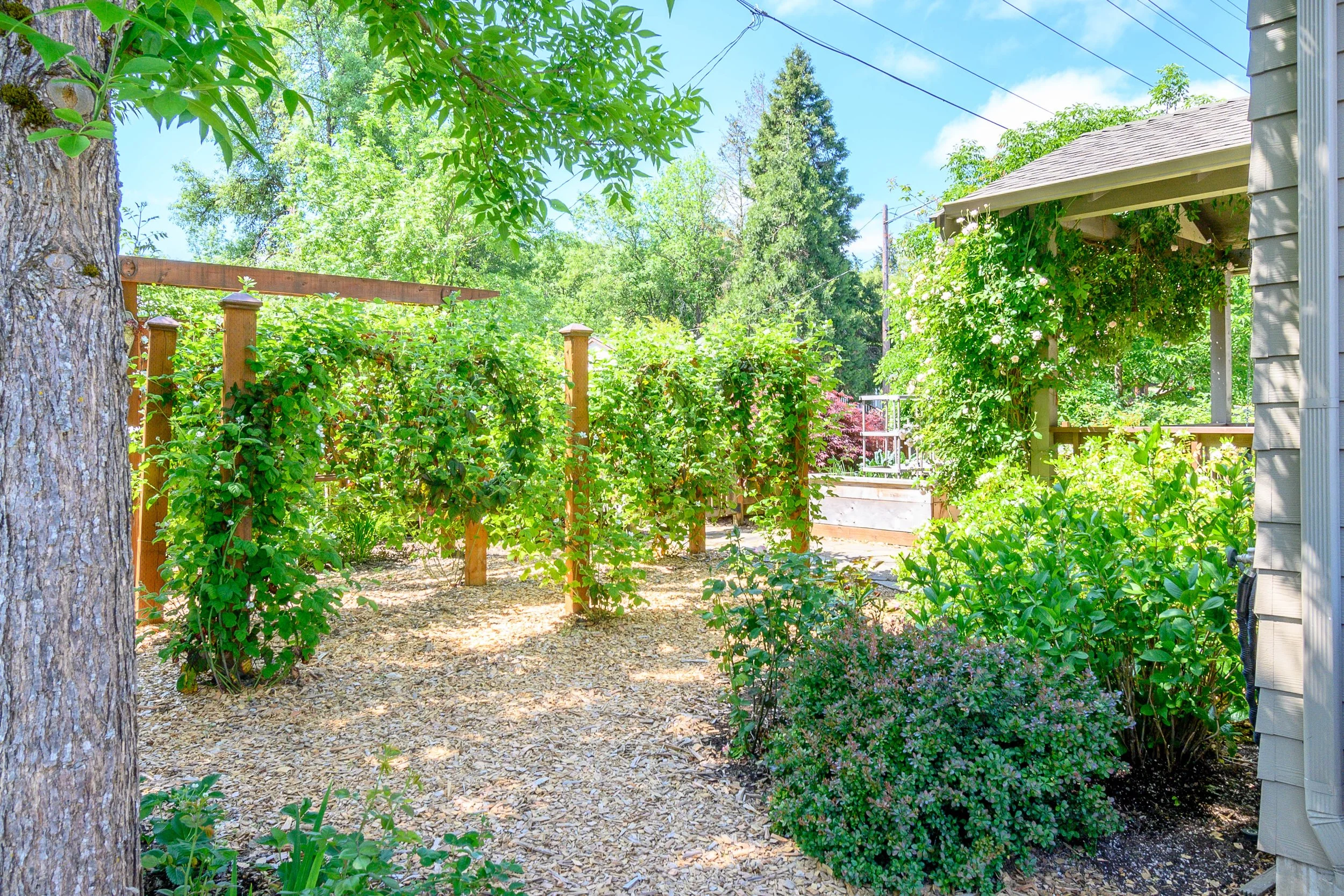 Garden path with gravel ground cover and leafy trellis