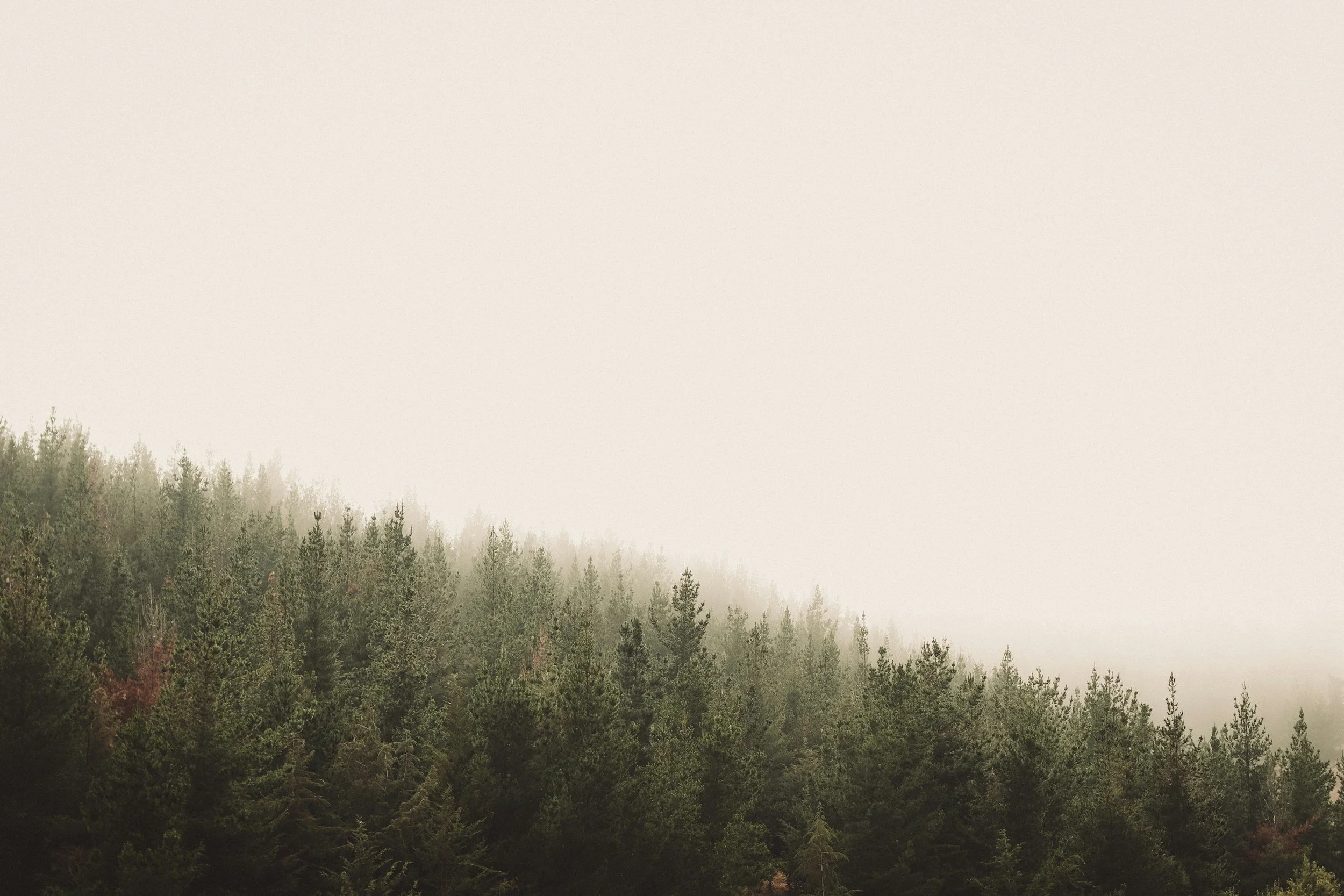 A foggy landscape with trees in the foreground and a dense fog covering the background.