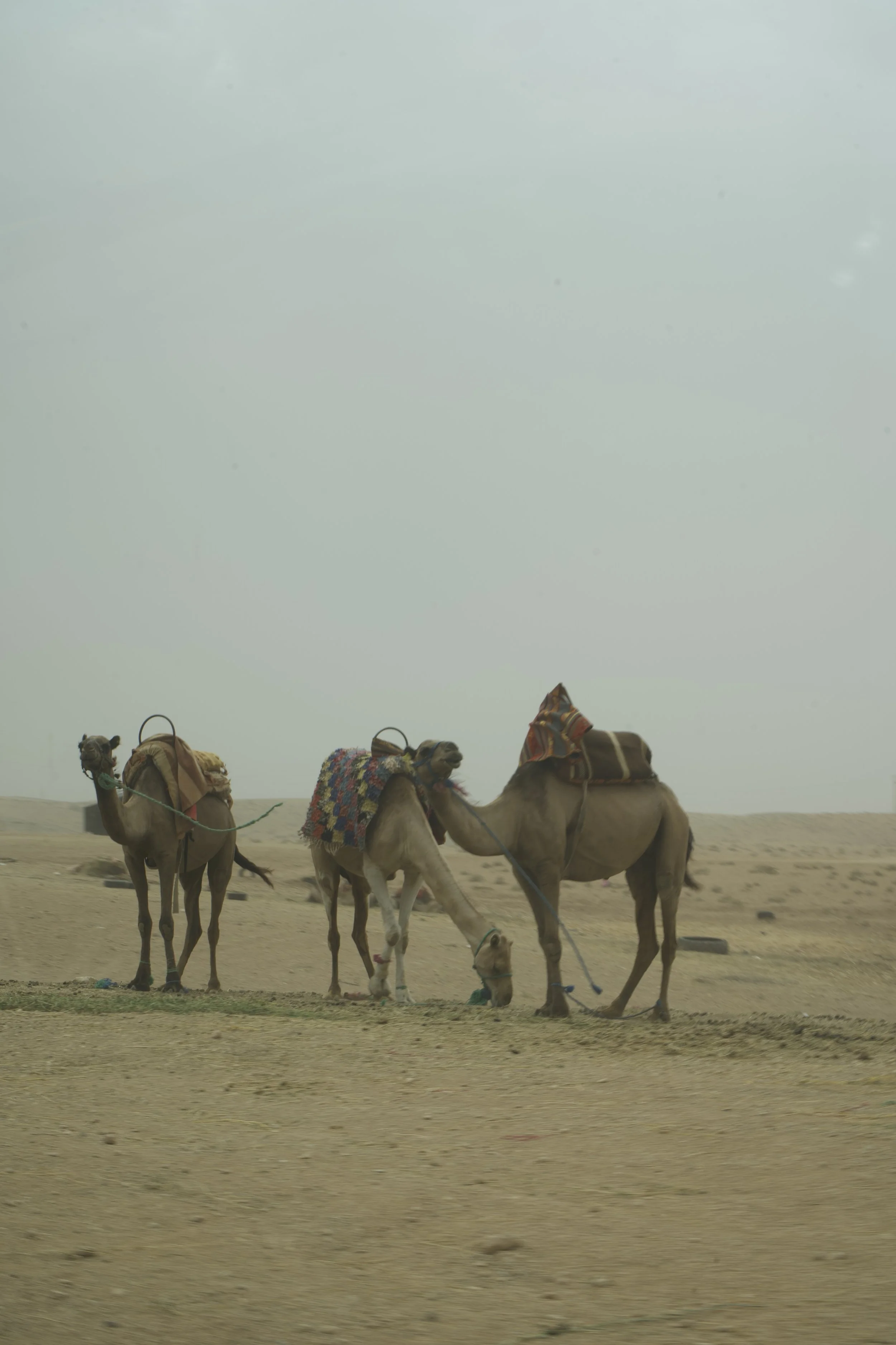 _DSC9172.jpeg
