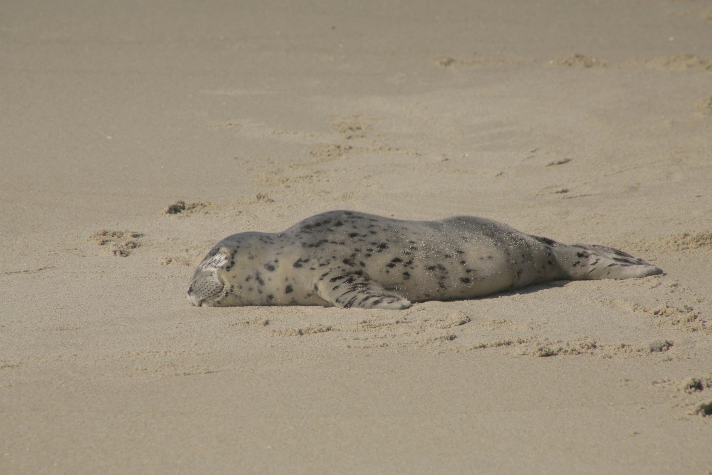 A speckled gray seal lying on sandy beach, with visible paw prints nearby.