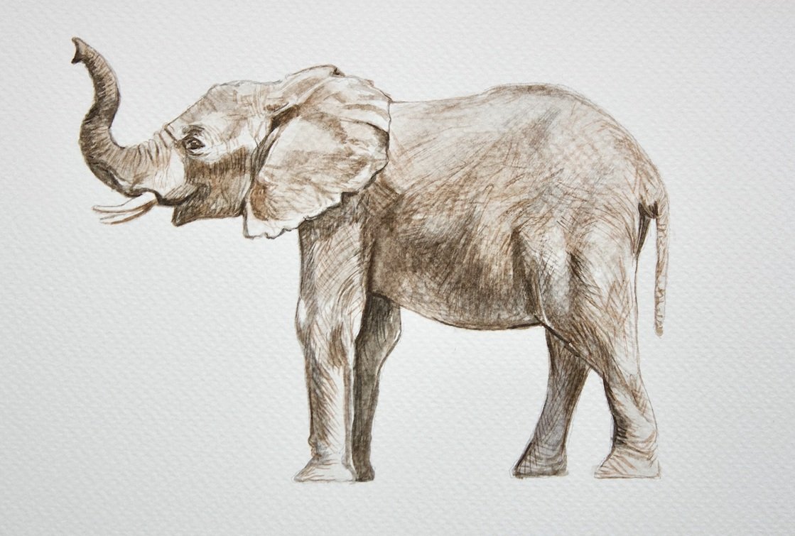 Elephant