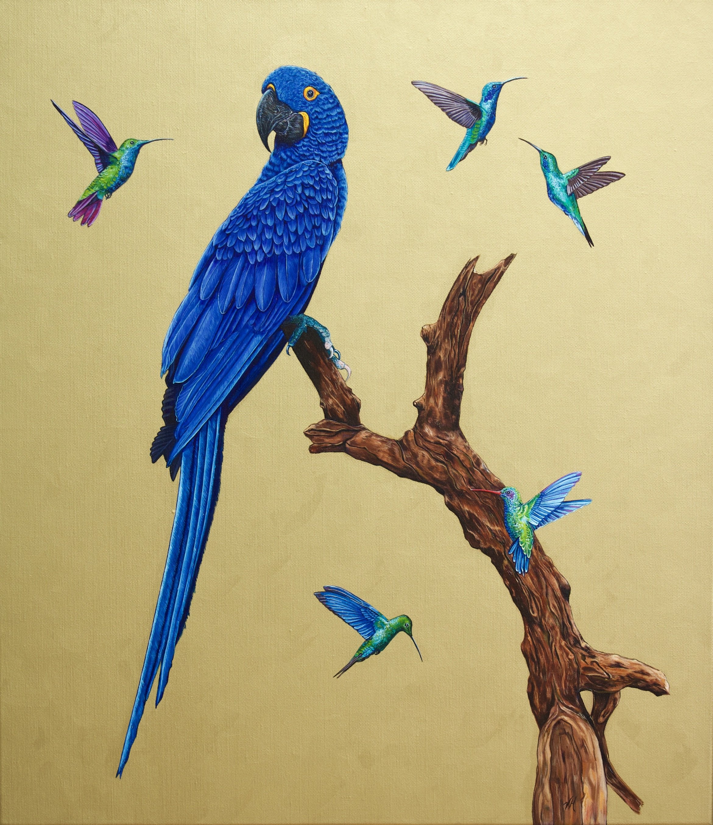 Hyacinth Macaw with Hummingbirds