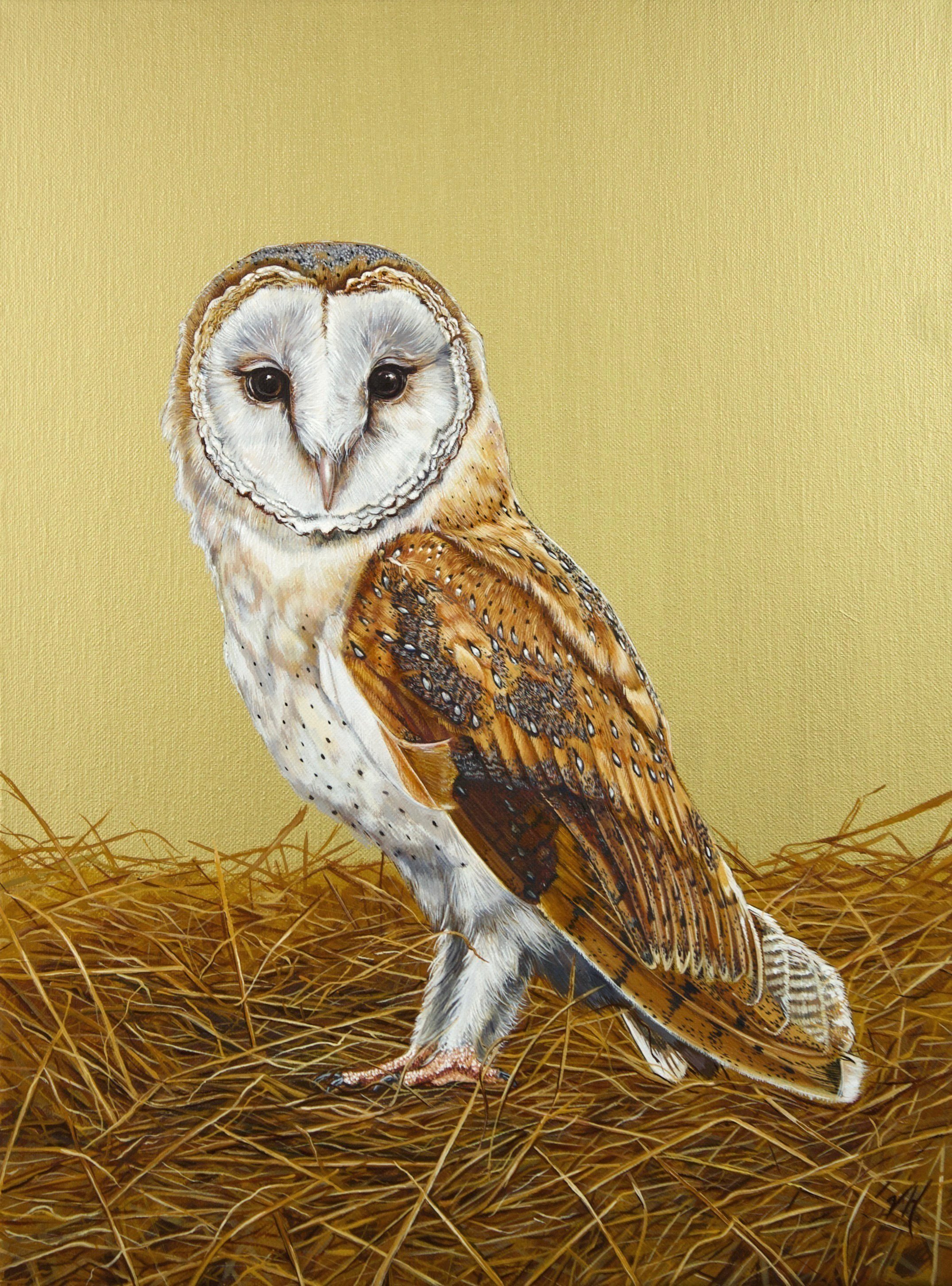 Barn Owl
