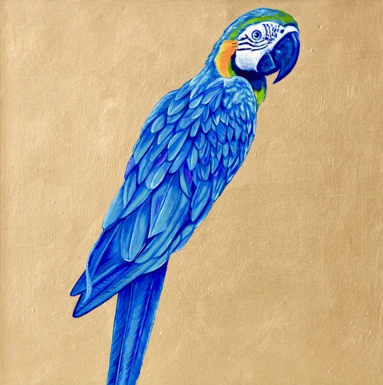 Blue Parrot