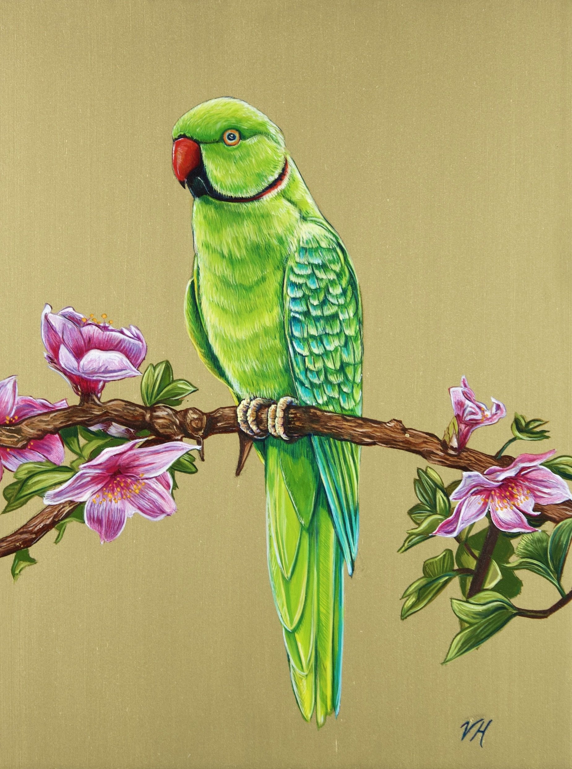 Ring-Necked Parakeet