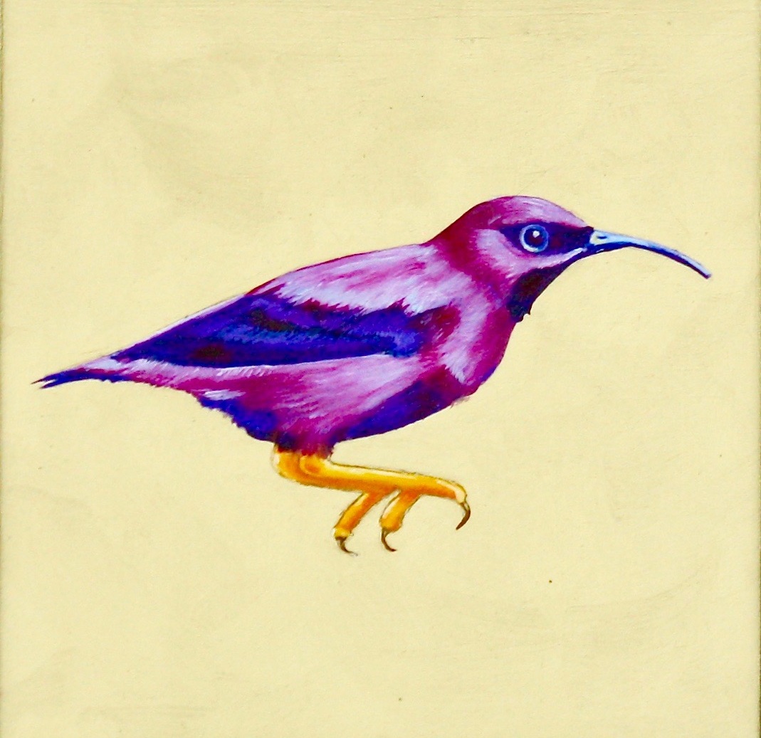 Purple Honeycreeper
