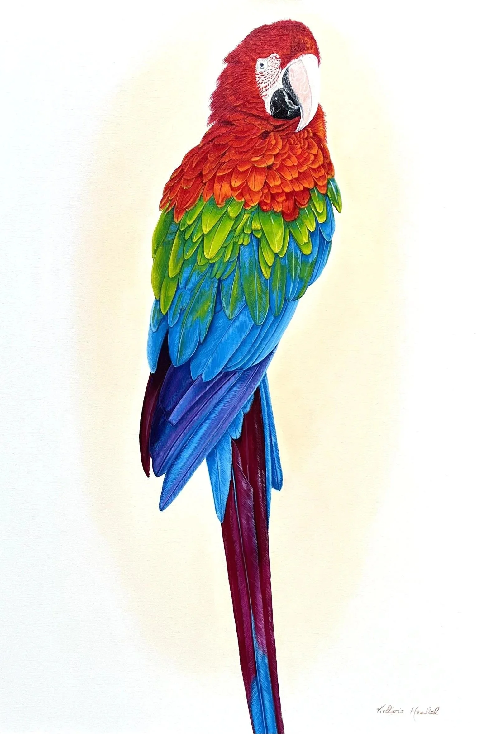 Red and Green Macaw