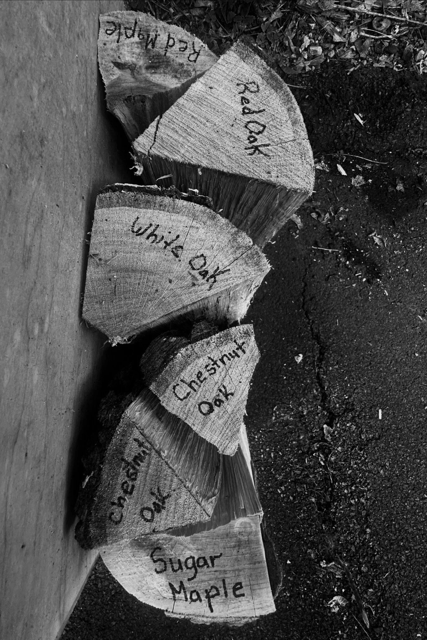 Pieces of wood with handwritten labels: "Red Oak", "White Oak", "Chestnut Oak", and "Sugar Maple".