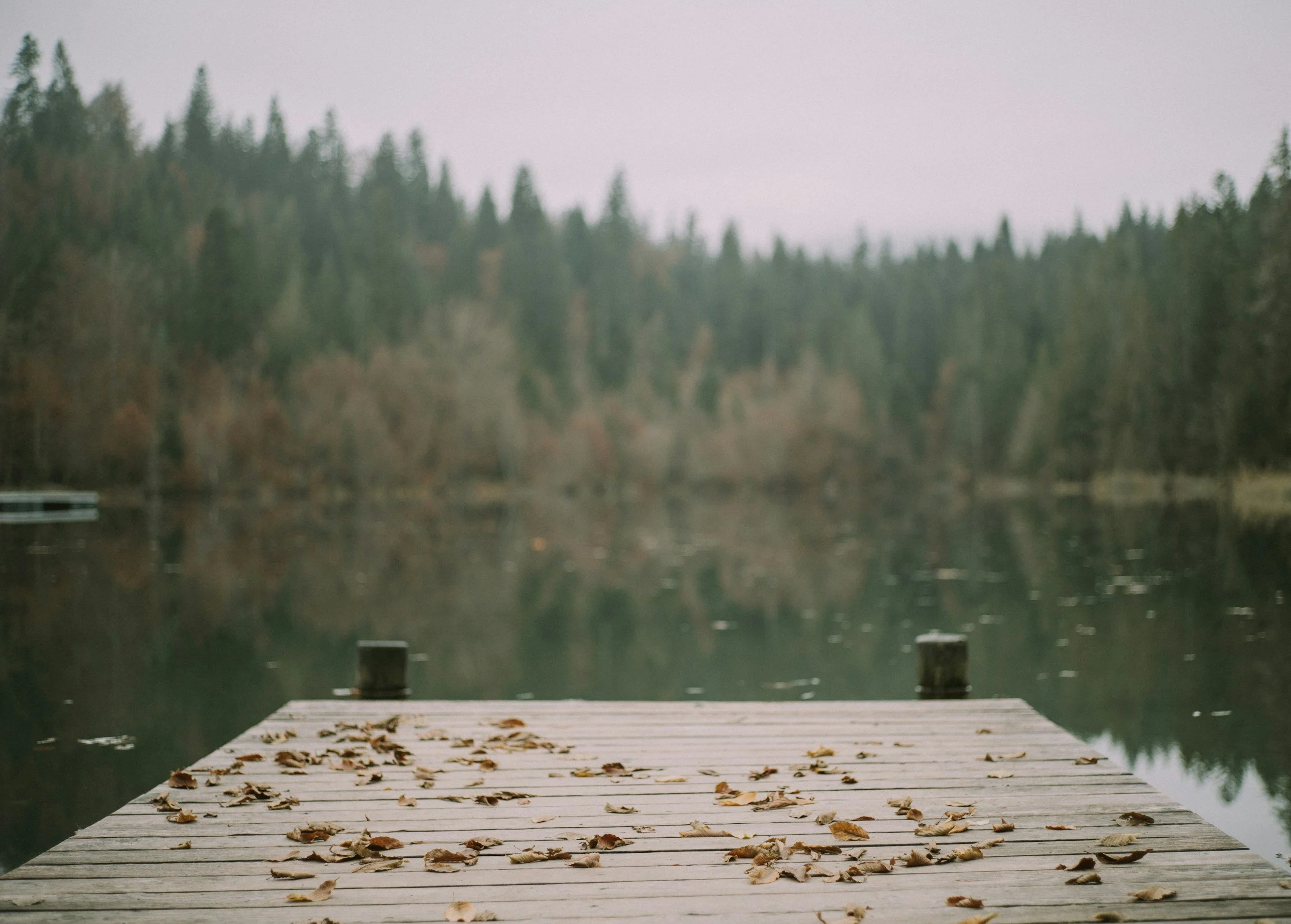 Rooted &amp; Wild: Story &amp; Embodiment Retreats