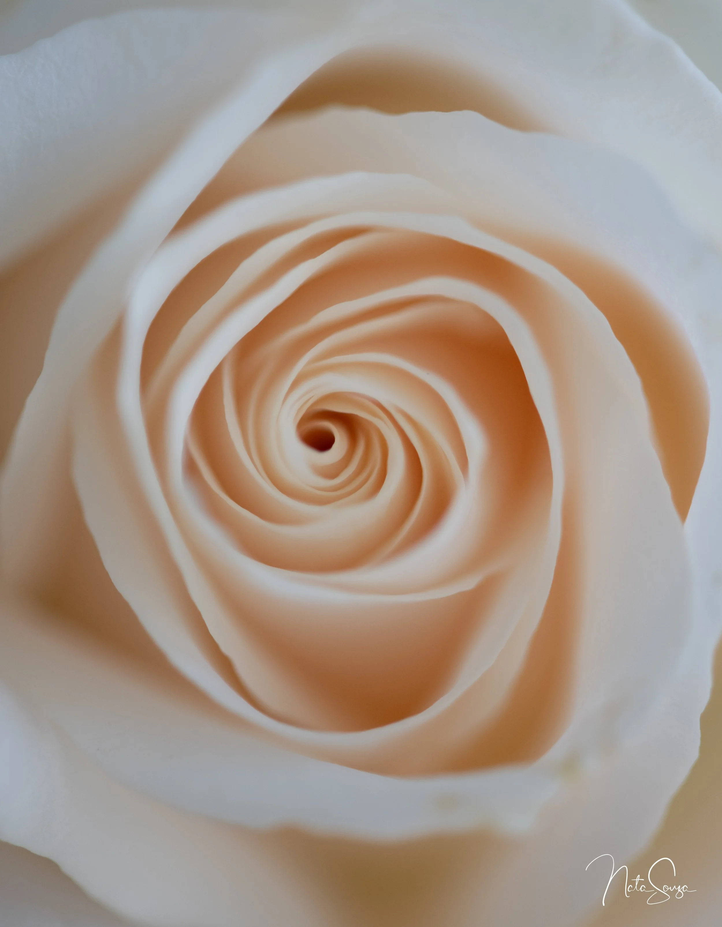 Flower Photography