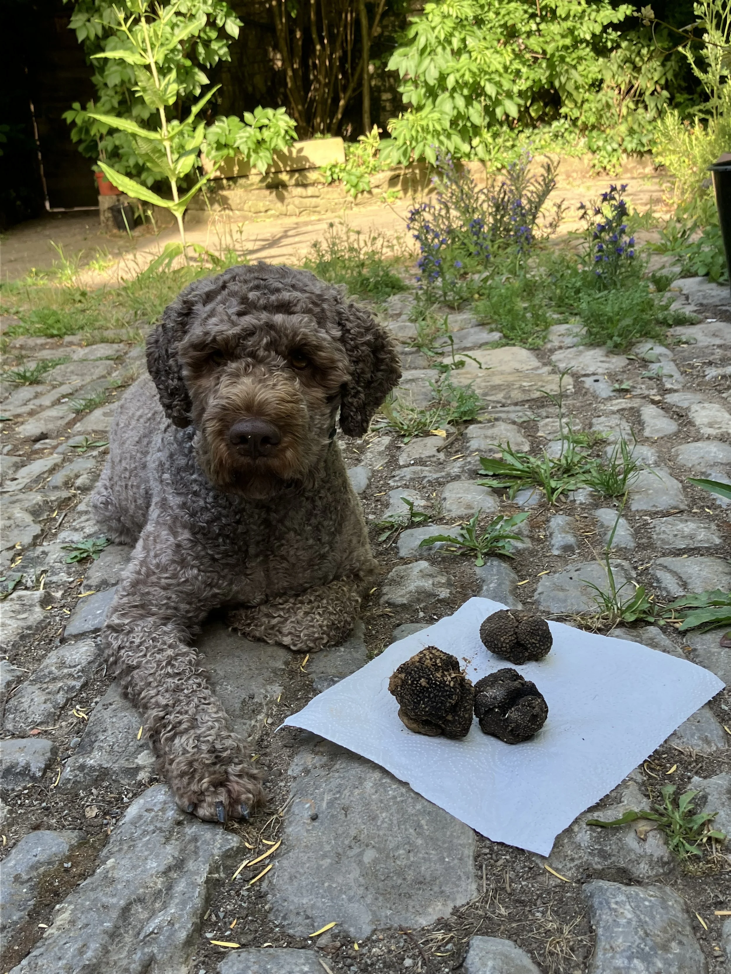 Trüffelhund Ebbi liegt im Hof der Winzerfamilie Amling. Neben ihr liegen drei große Sommertrüffel aus Franken.