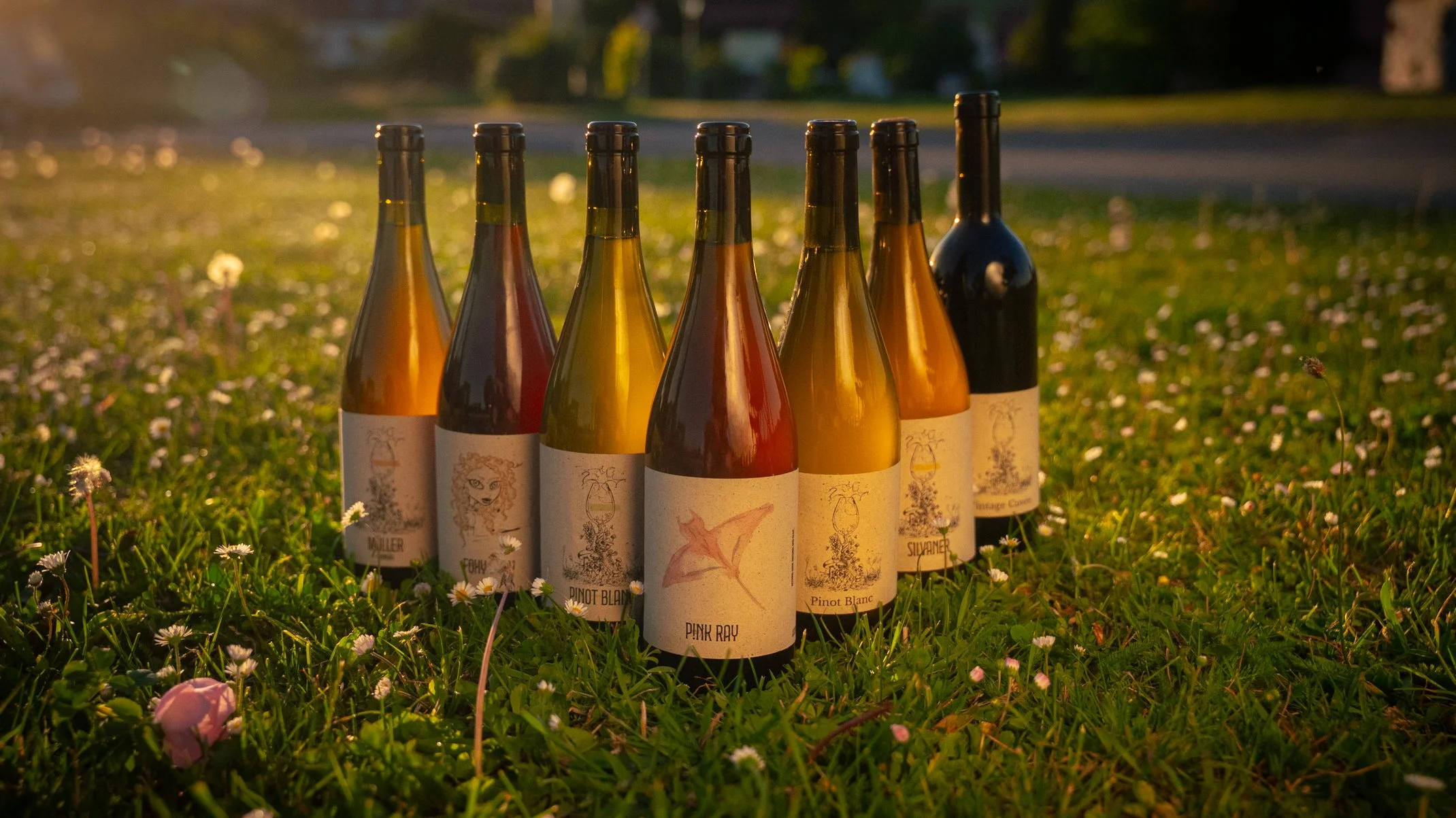 Natural Wine Sortiment von David Amling steht in einer Wiese mit kleinen Blumen bei Sonnenuntergang.