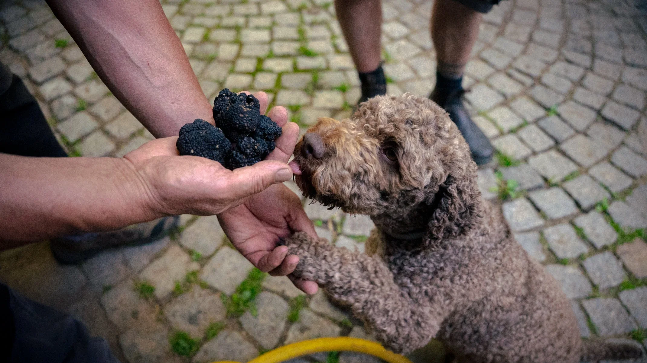 Sommertrüffel und Burgundertrüffel, die von Trüffelhund Ebbi in Franken aufgespürt wurden gibt es beim Weingut Amling zu kaufen.