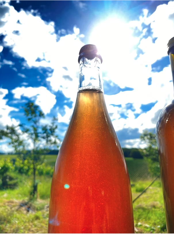 Flasche Deutscher Streuobstperlwein Cidre Diversié aus Apfel, Birne, Quitte, Traube an sonnigem Tag. Kicke hier, um David Amling auf Instagram zu folgen.