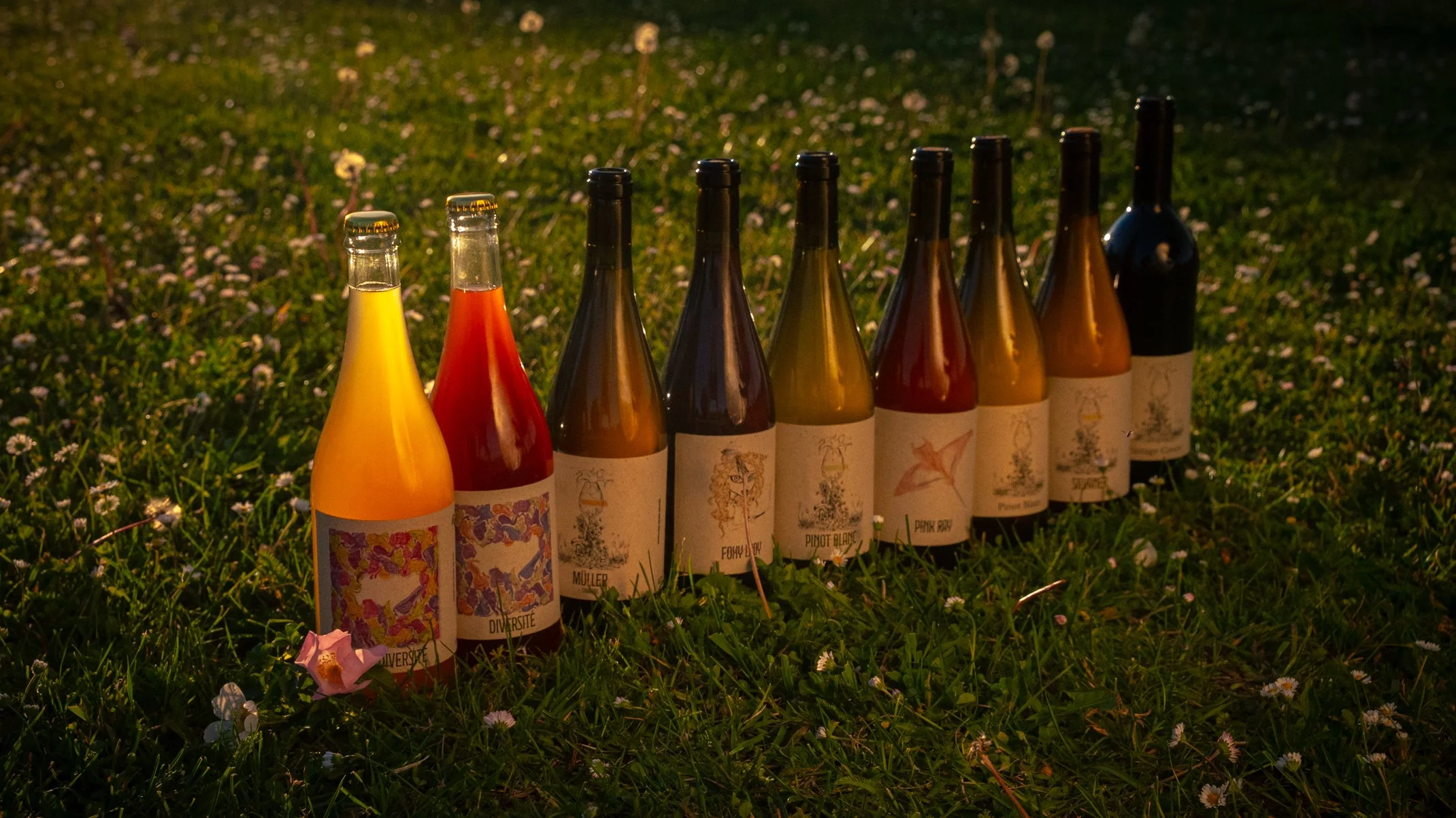 Das erfrischende Sortiment Natural Wine von David Amling steht auf einer Sommerwiese in Franken.