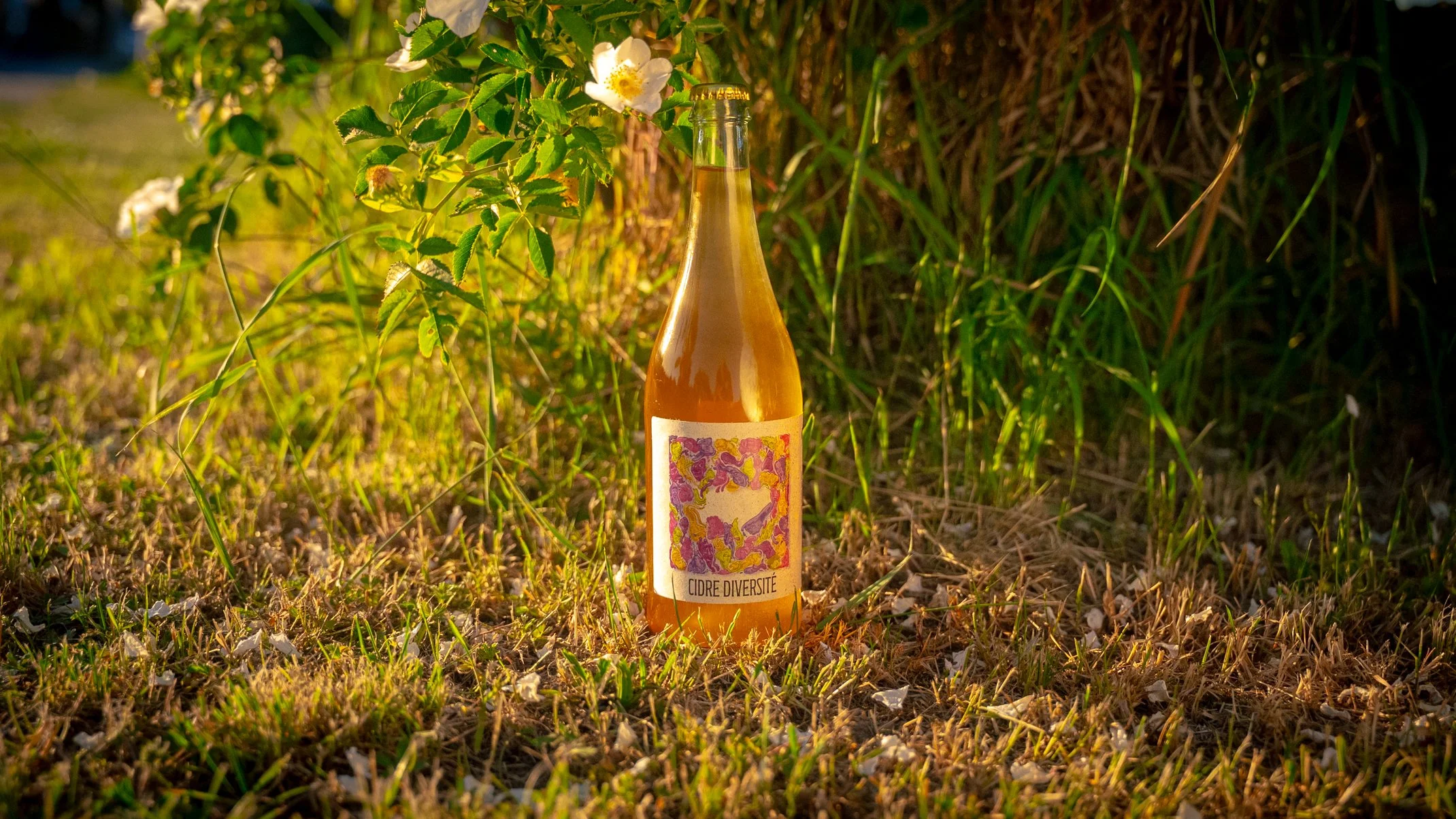 Deutscher Streuobstperlwein Cider aus Apfel, Birne, Quitte, Traube (Müller-Thurgau und Bacchus) Cidre Diversité aus David Amlings Natural Wine Sortiment.