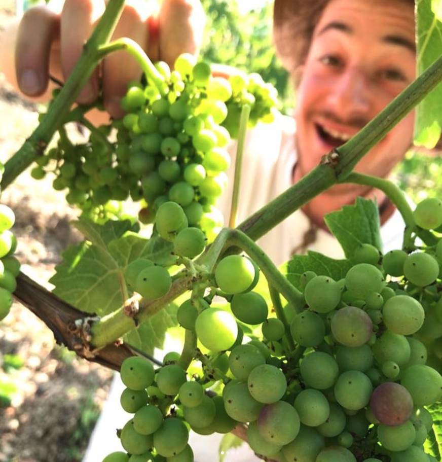Winzer David Amling lacht durch eine Weinbergszeile und freut sich auf die bevorstehende Weinlese.