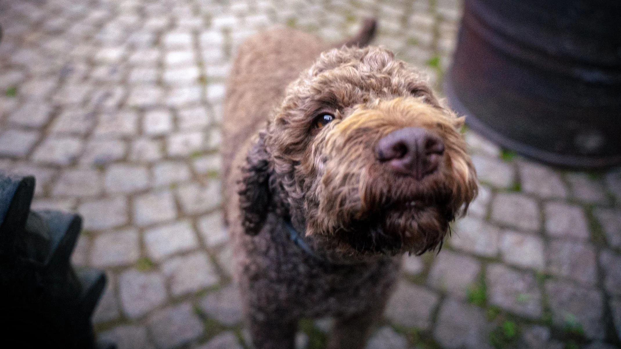 Nahaufnahme von Trüffelhund Ebbi die im Winzerbetrieb Amling aus Franken Trüffel aufspürt.