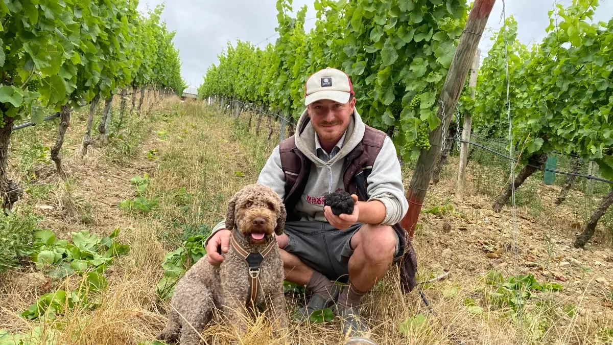 David Amling und Trüffelhund Ebbi präsentieren einen Trüffel aus Franken in einem Weinberg. Erfahre mehr über das Trüffelunternehmen Dieter Amling und David Amling im Landkreis Würzburg.