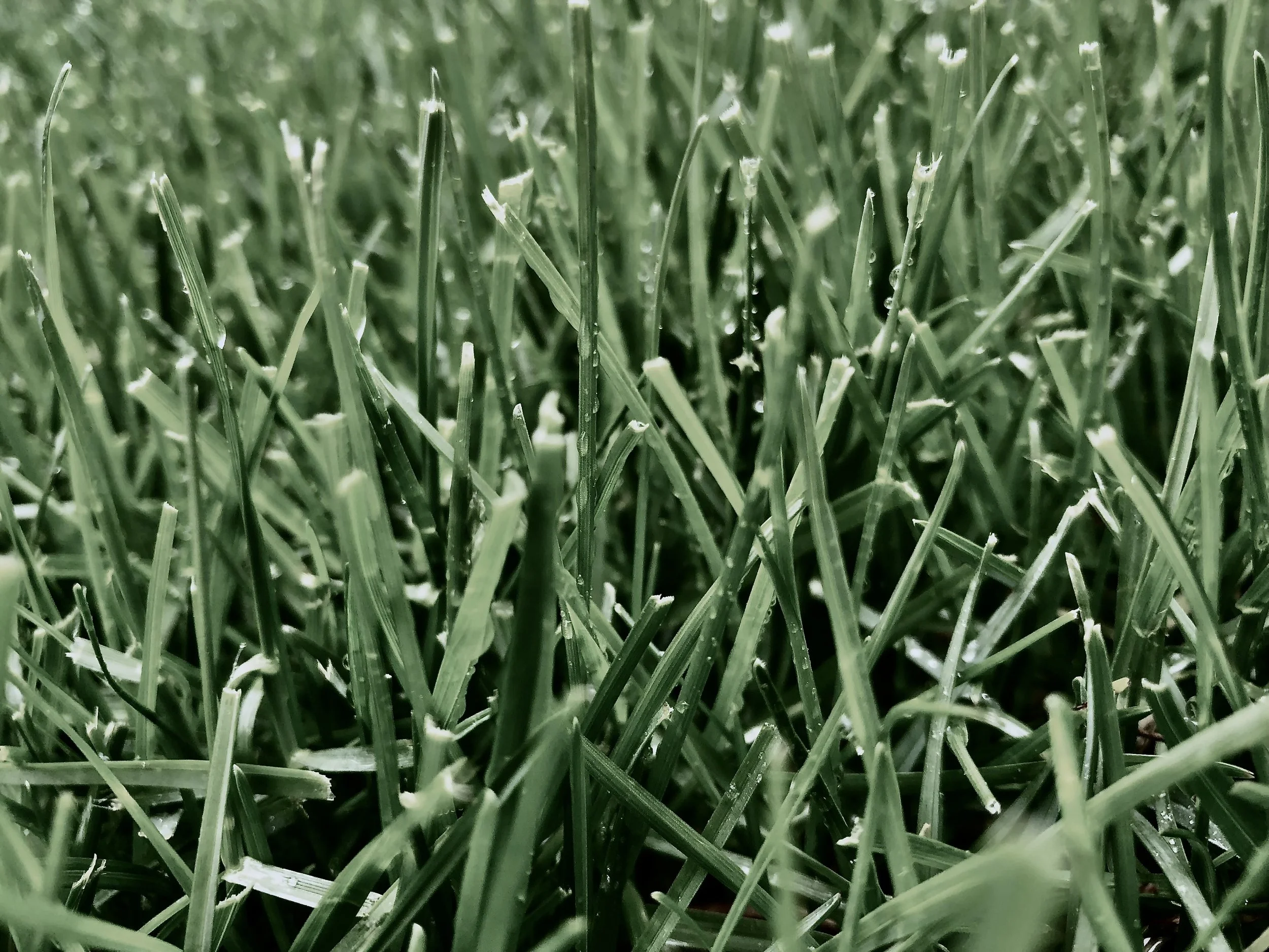 grass