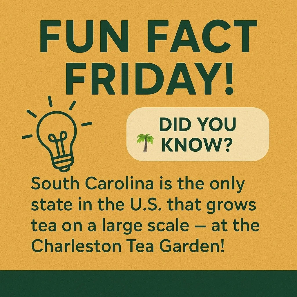 βFun Fact Friday!
South Carolina isn’t just about palmetto trees and sweet tea — it’s home to the only large-scale tea plantation in the entire United States! The Charleston Tea Garden has been producing tea since the 1700s.
South