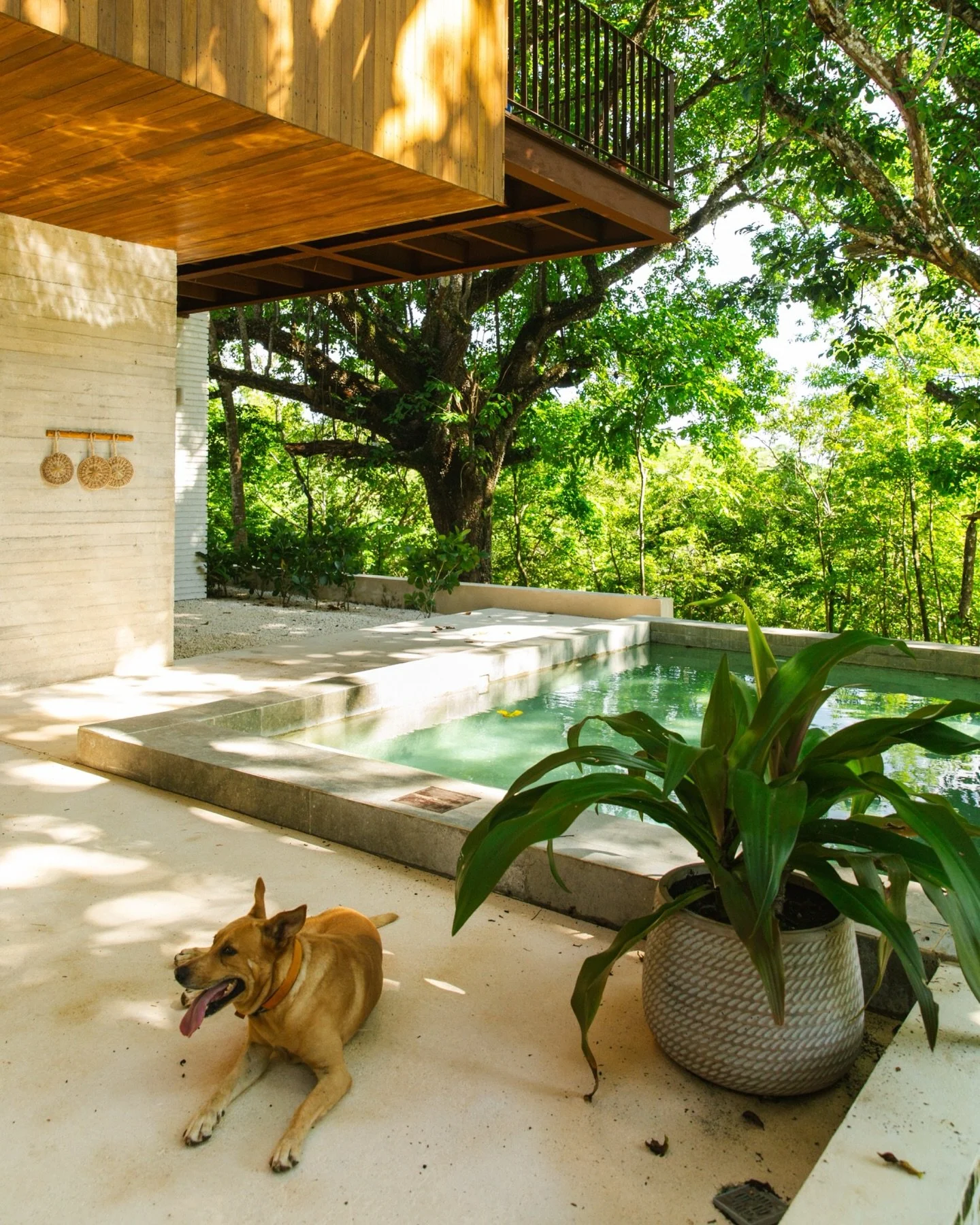 A love letter to dogs on vacation 🐾 

Anyone who knows about Gather knows the love we have for our dogs &mdash; and how we never feel quite at home without them ✨
Because we don&rsquo;t go where they can&rsquo;t go, we&rsquo;ve created spaces that h